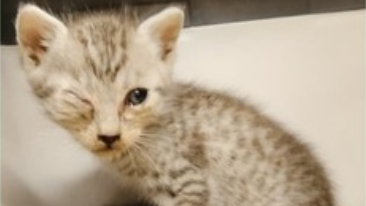 Kätzchen "Cash" muss ein Auge entfernt werden.