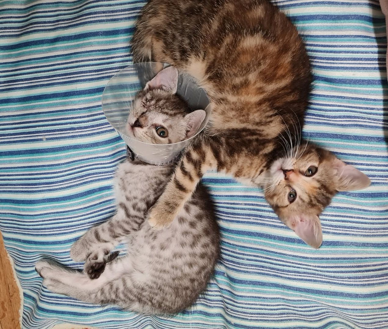 Heute.at - Kätzchen Cash verlor Auge – Spendenaufruf