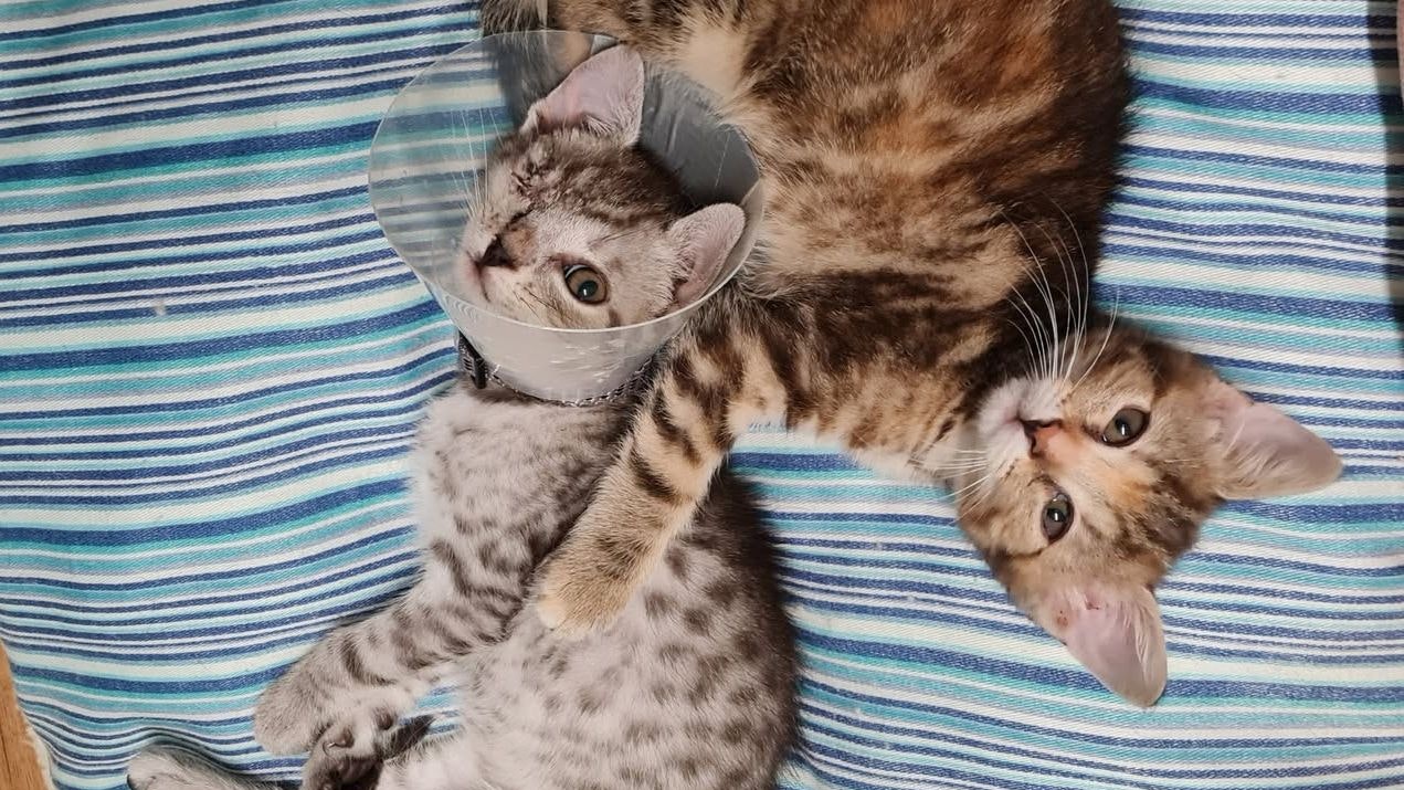 Kätzchen in Not: Cash verliert Auge – Spendenaufruf gestartet