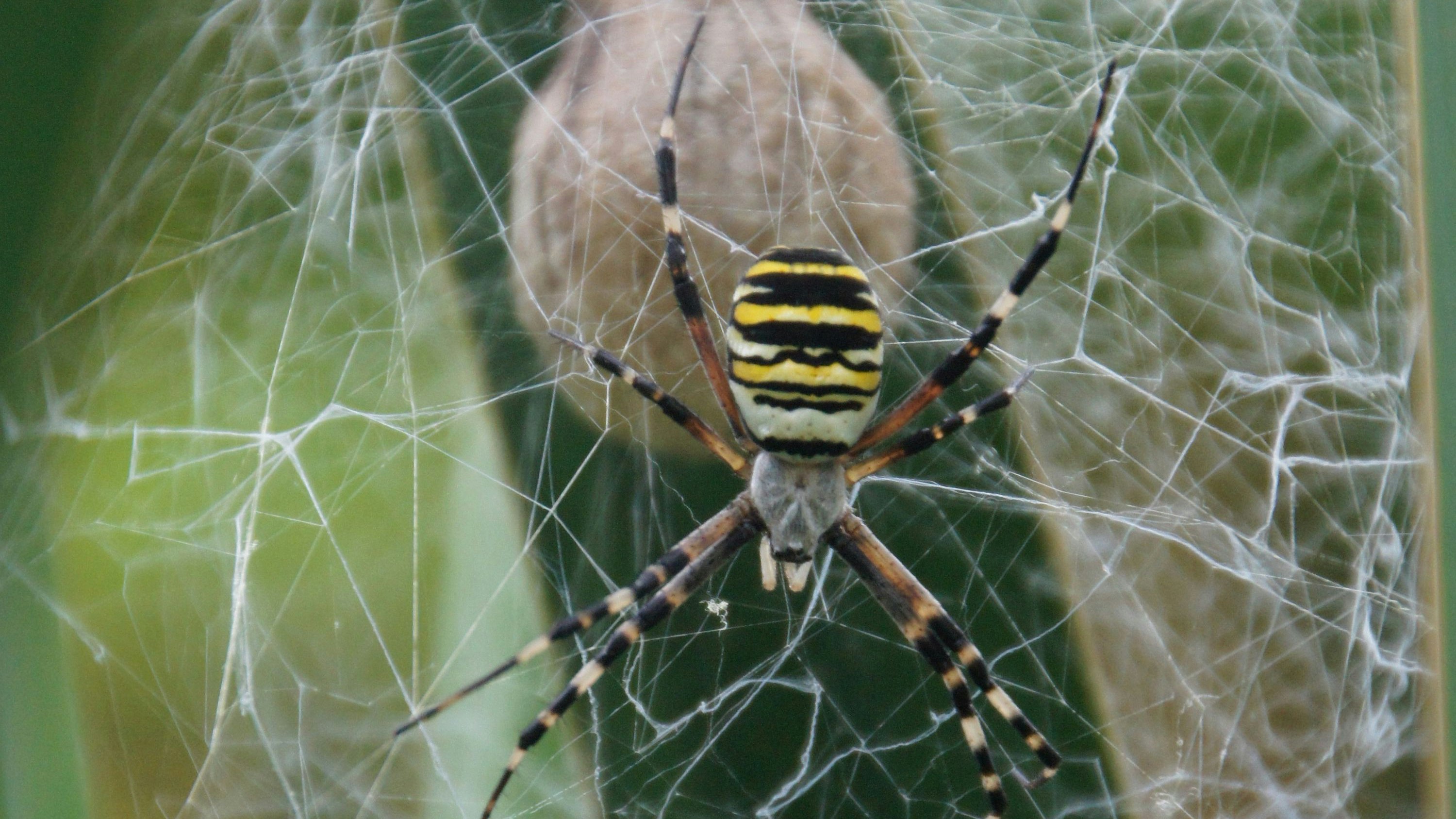 Die Wespenspinne ist zwar giftig, aber für uns völlig ungefährlich.