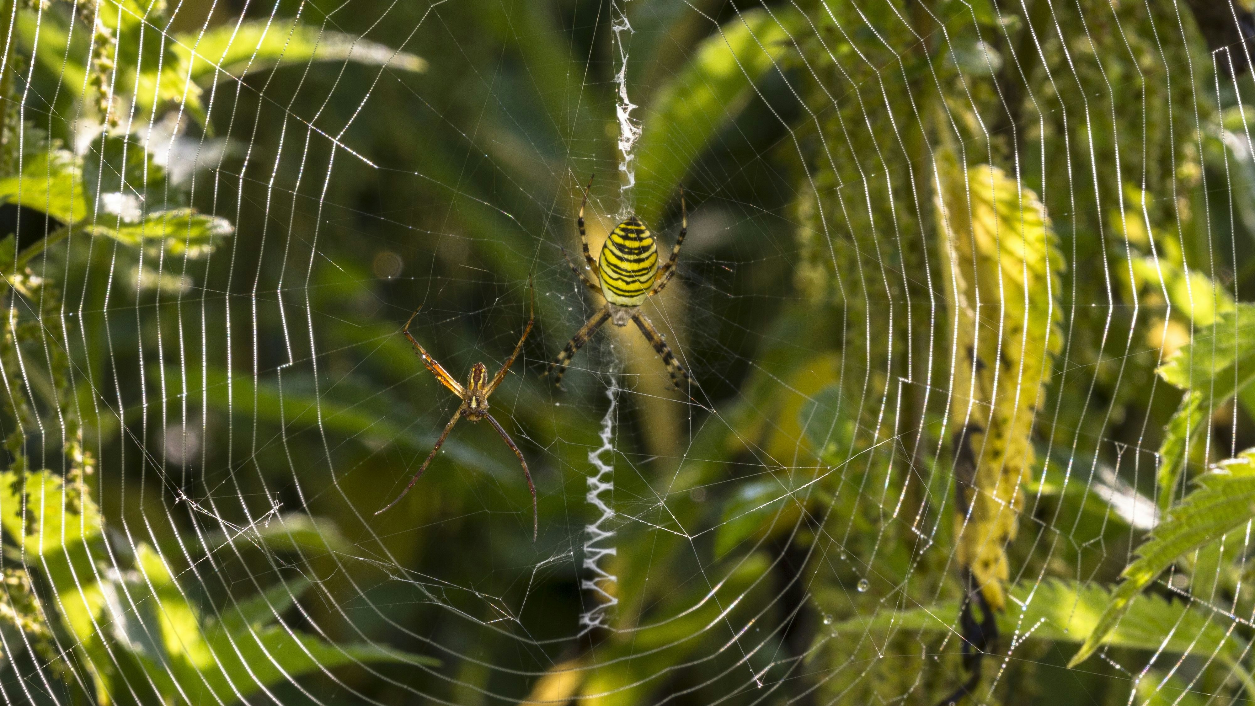 Die Wespenspinne ist eine sogenannte "Radnetzspinne"