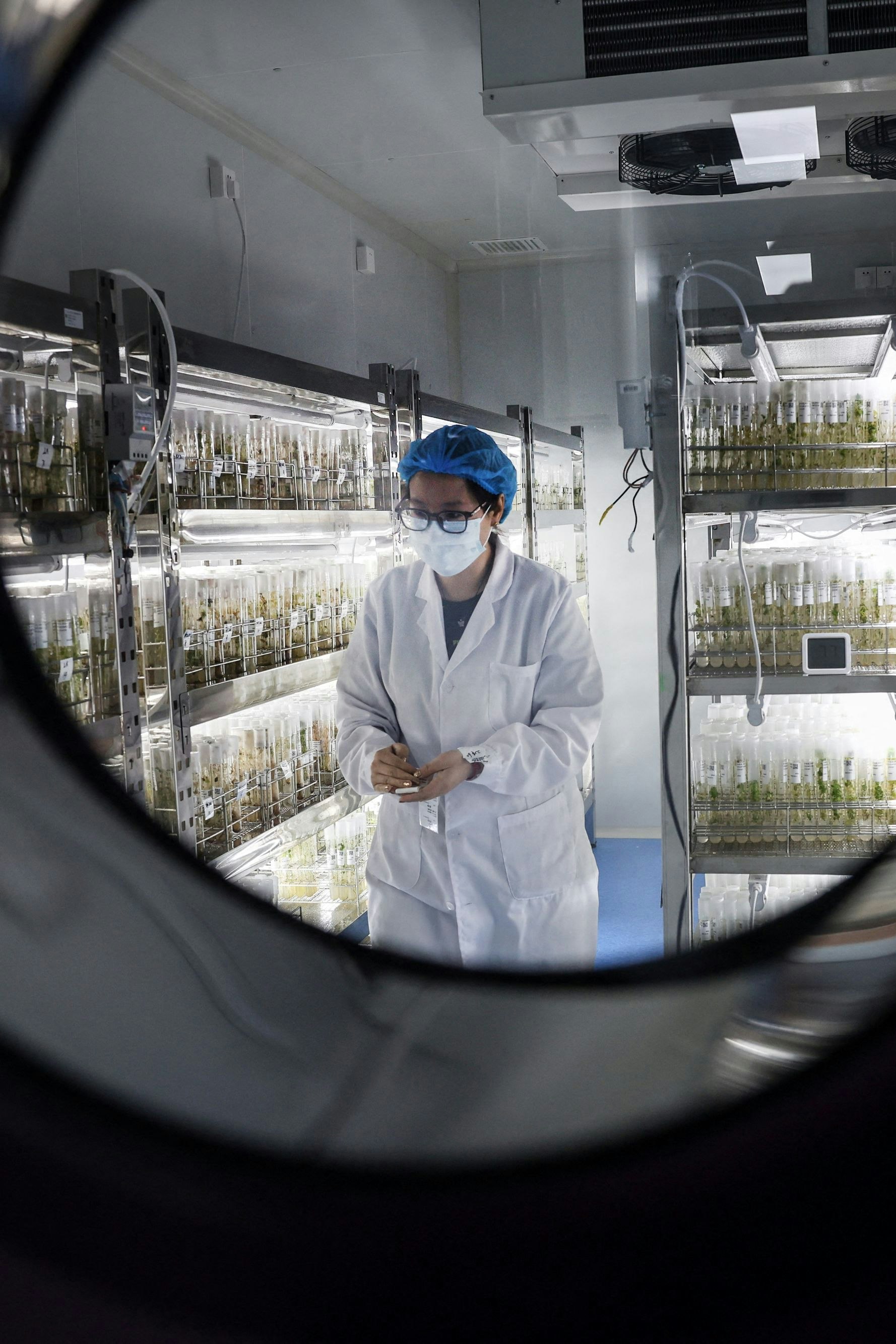 China ist der weltweit größte Produzent von Erdäpfeln und forscht viel an klimafitten Pflanzen