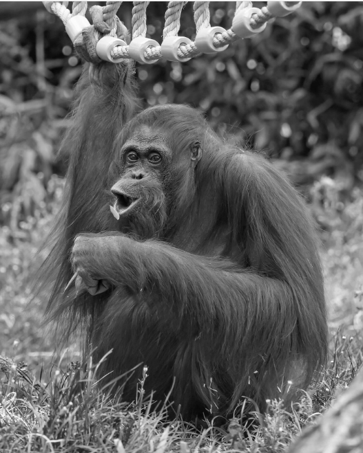 Verstorbene Orang-Utan-Dame im Wiener Zoo Schönbrunn.