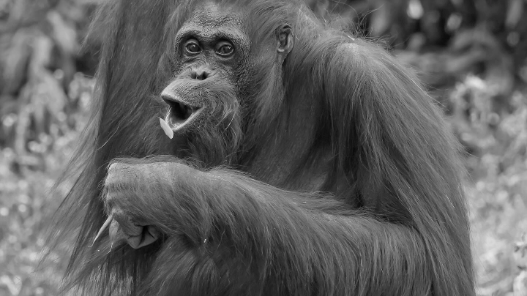 Heute.at - Trauer im Tiergarten: Ältester Orang-Utan Europas tot