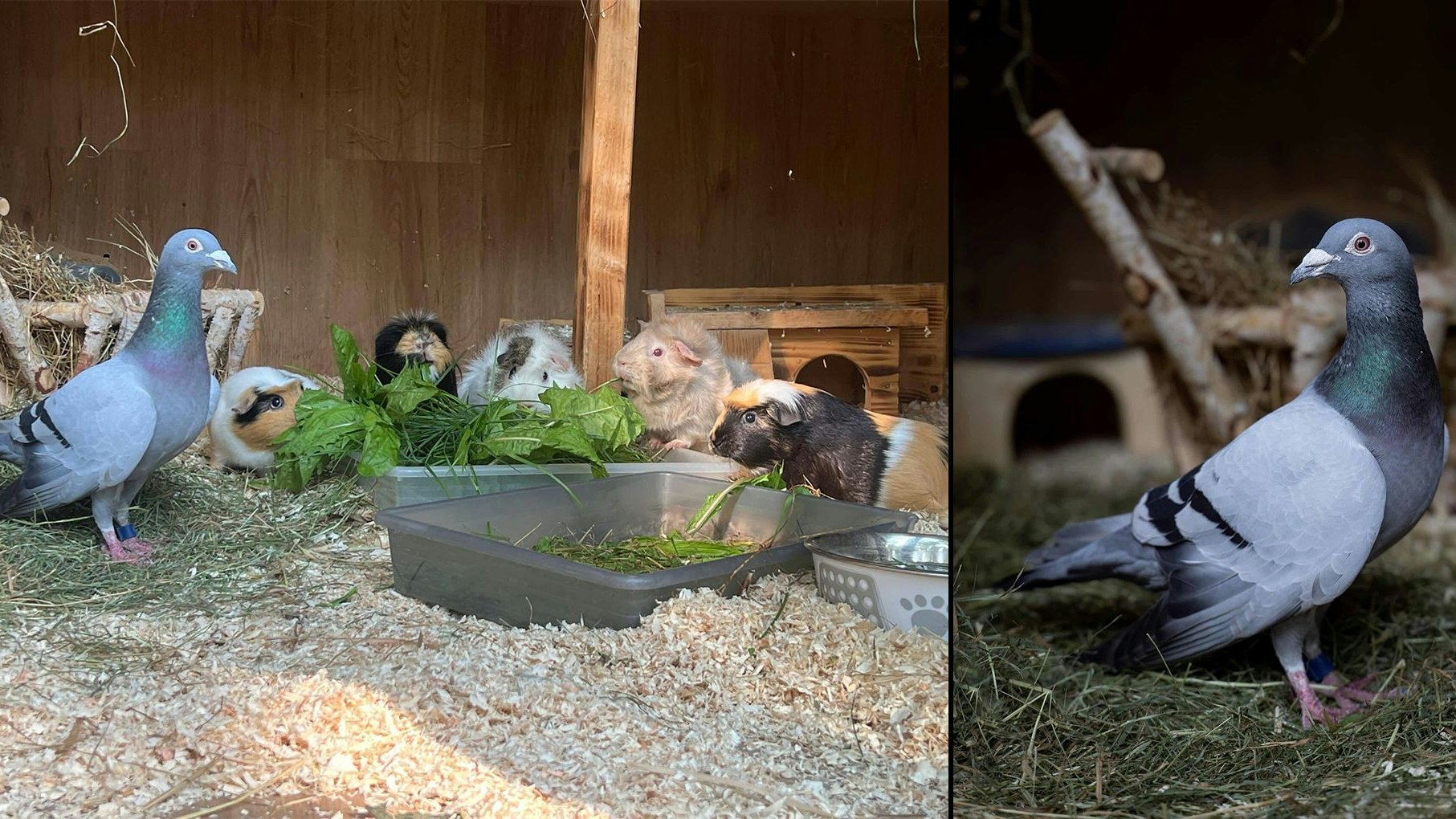 Heute.at - Guru! Stadttauben in Wien brauchen gescheites Futter