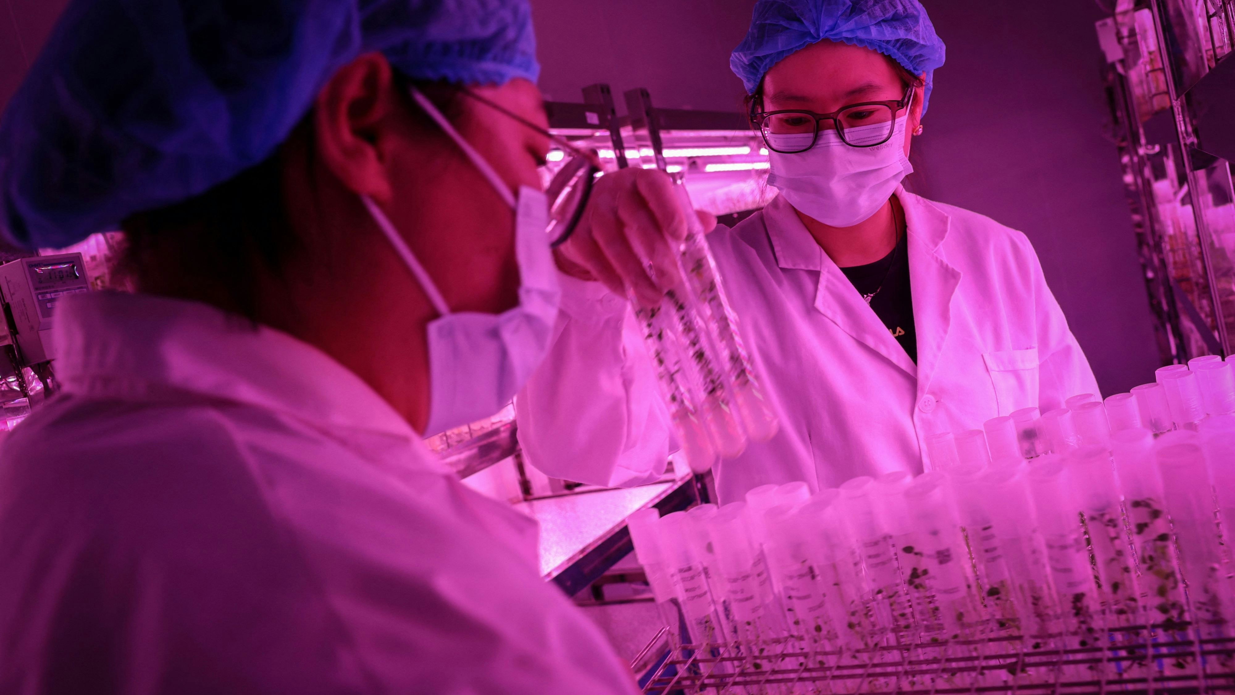 Laboranten mit Reagenzgläsern mit Kartoffelpflänzchen in einer Forschungseinrichtung in Peking,
