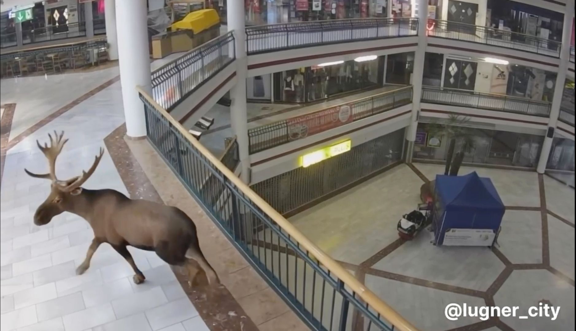 Elch in der Lugner City?“ – das Video des Einkaufszentrums zeigt Emil beim nächtlichen Streifzug durch die Mall. In Wahrheit war es nur ein Gag.