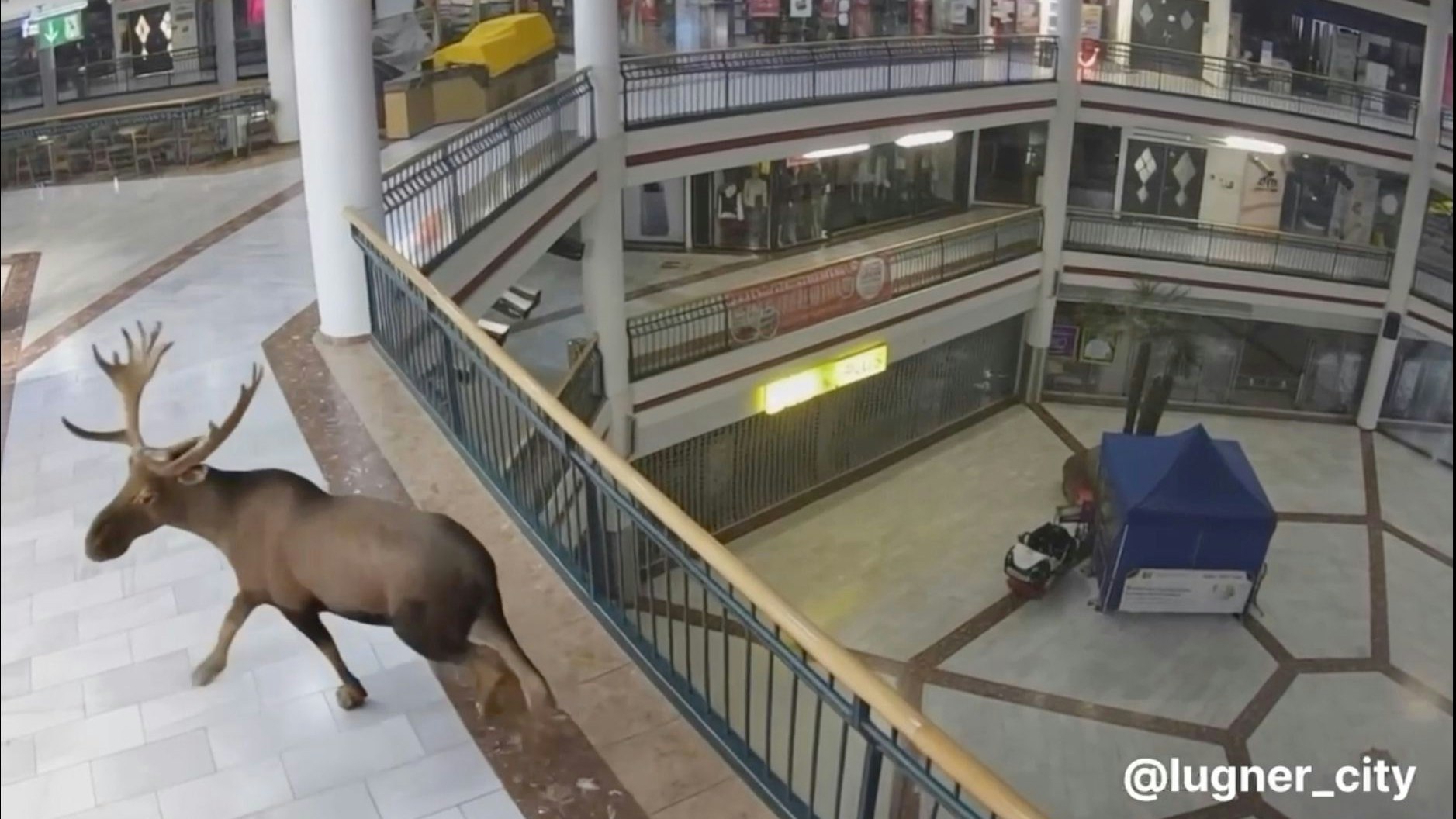 Heute.at - Elch-Schock! Emil taucht plötzlich in Lugner City auf