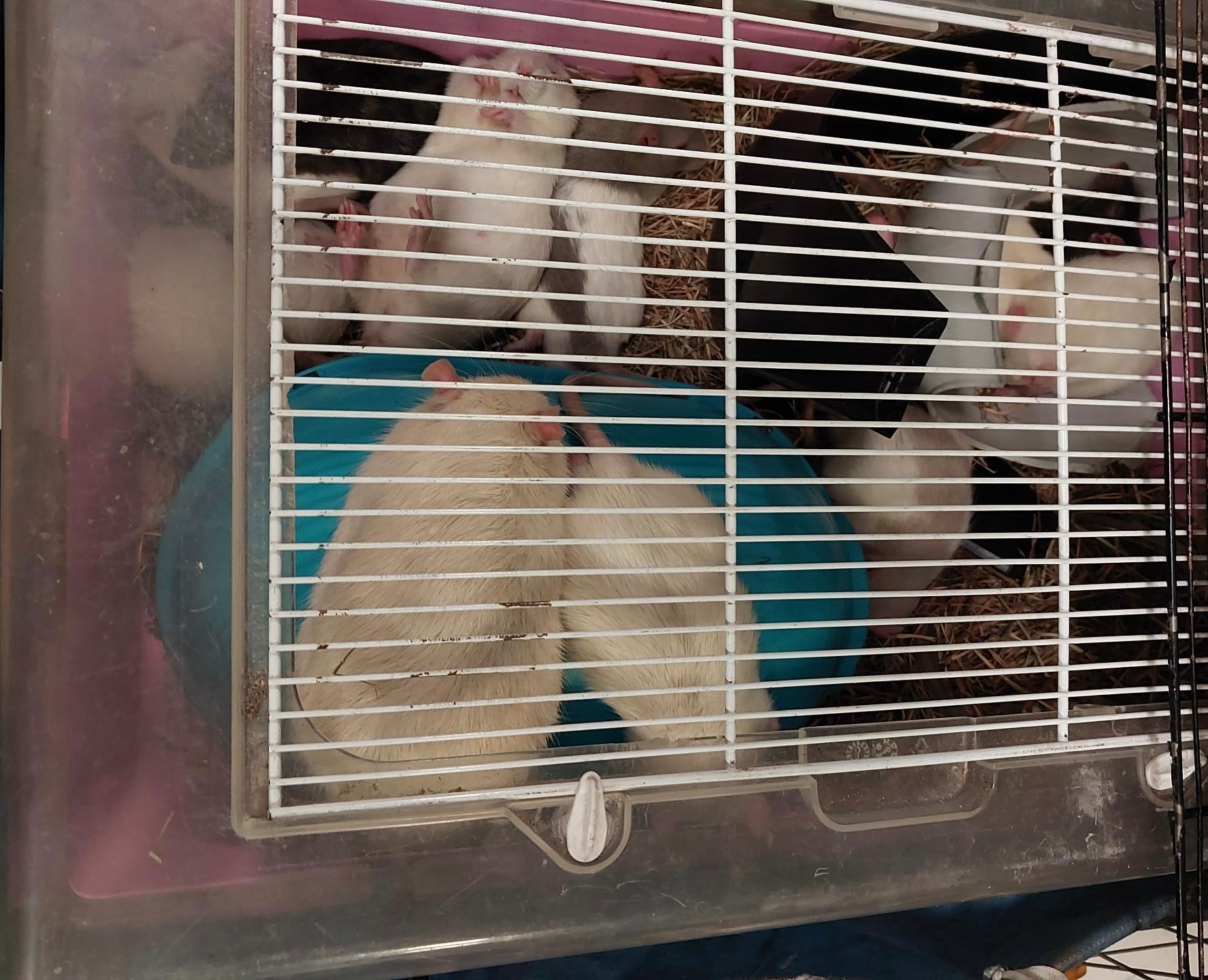 Die Frau hatte einen Käfig voller Ratten bei sich.