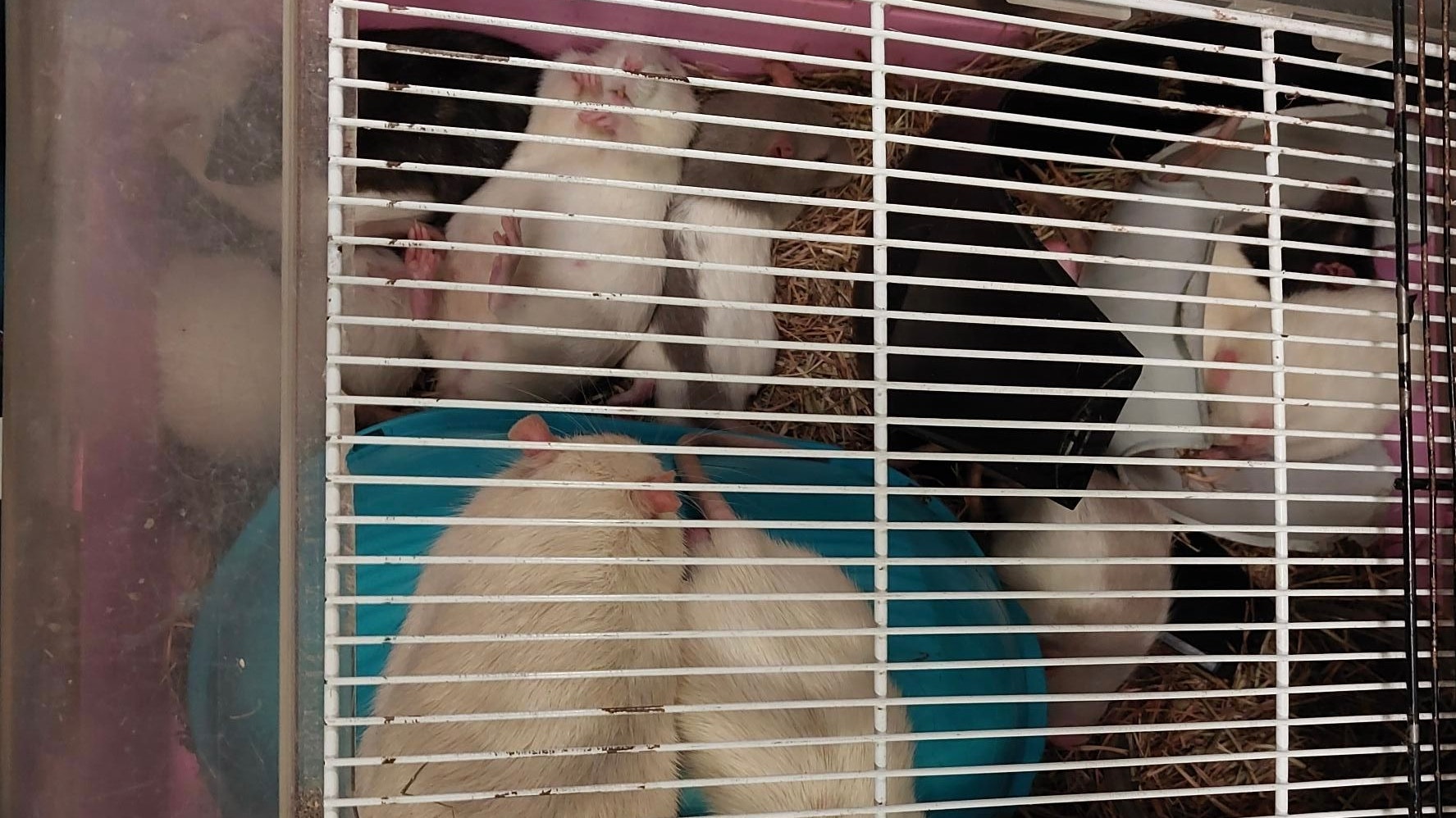 Heute.at - Frau reist mit Käfig voller Ratten durch Europa