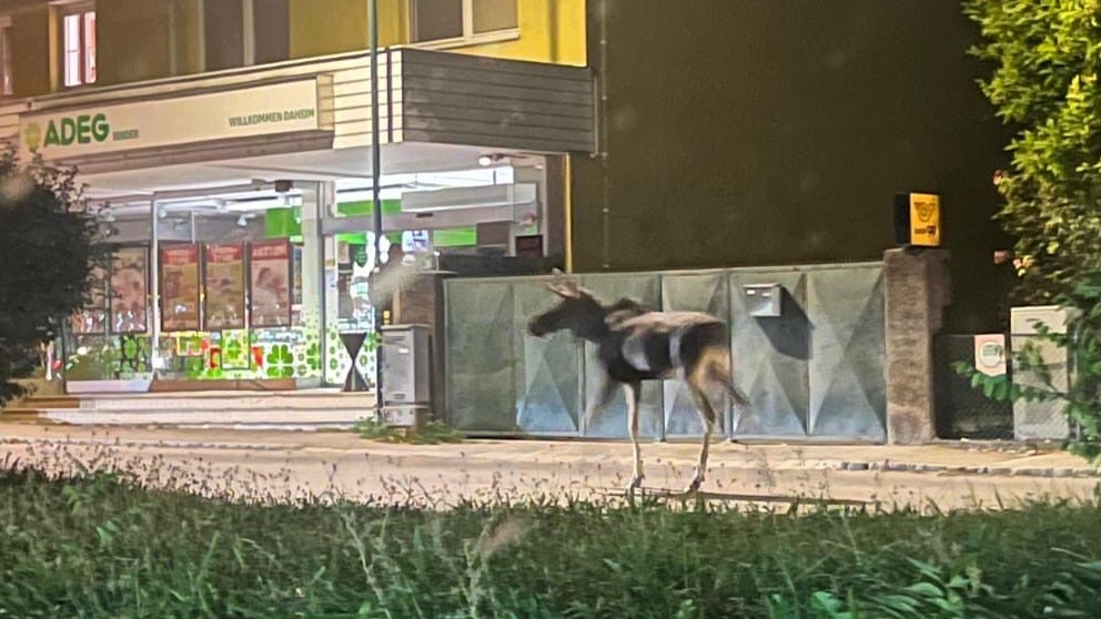Heute.at - Autofahrer aufgepasst! Elch Emil läuft auf Straße