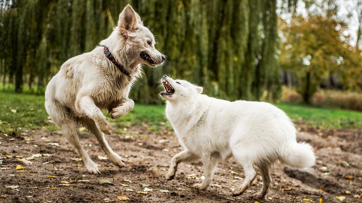 A Samoyed puppy bares her teeth at a Golden Retriever, while playing at a public park