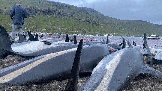 Heute.at - Hier werden wieder konstant Delfine und Wale getötet