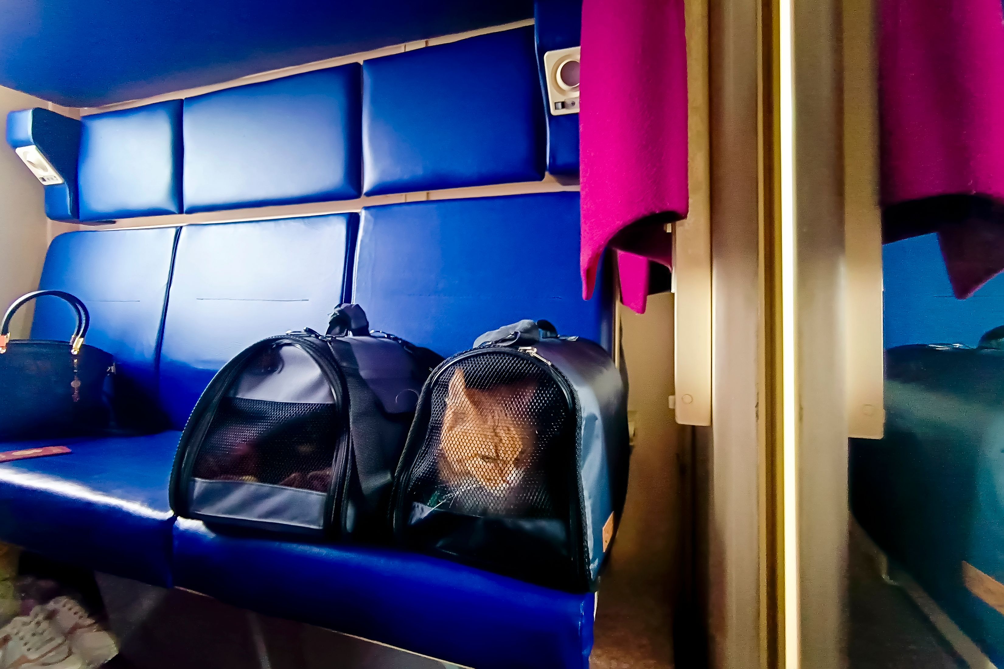 Die Katze wurde regelkonform transportiert, trotzdem musste eine Französin 110 Euro Strafe zahlen. Symbolbild.