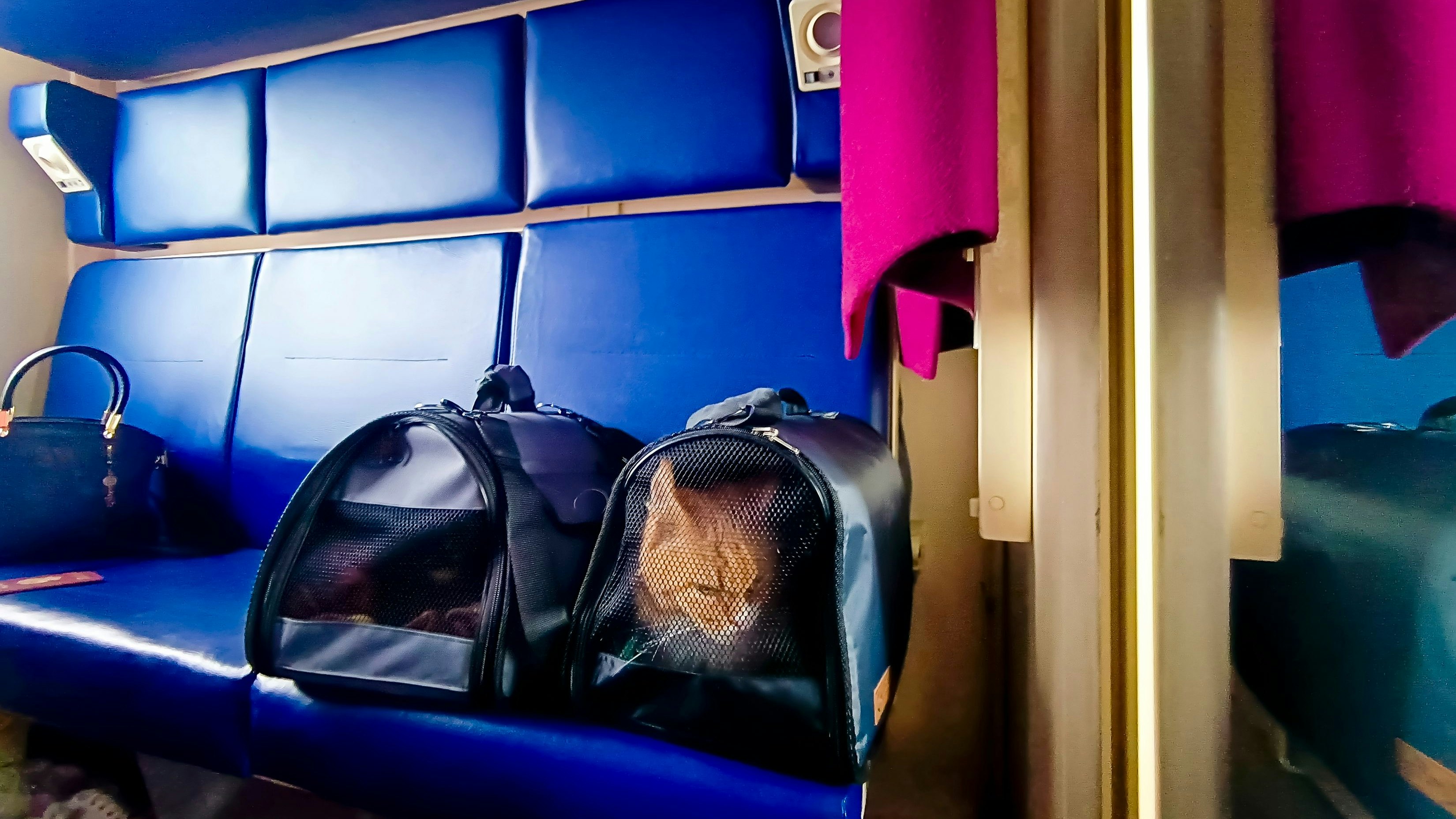 Heute.at - Monet miaute zu laut: Frau muss kuriose Strafe zahlen