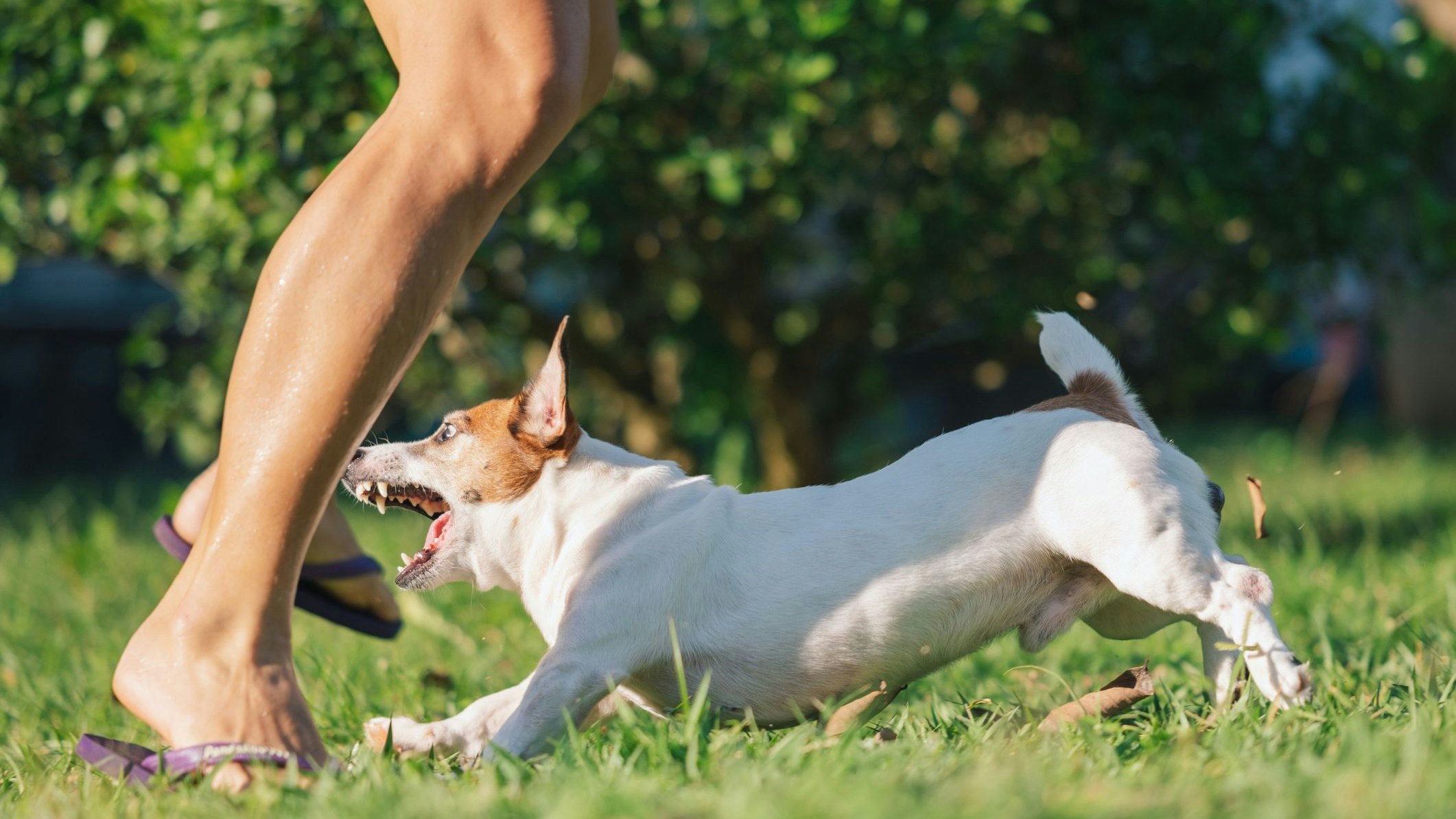 Heute.at - 2 Verletzte bei Hundebiss-Attacken in Oberösterreich