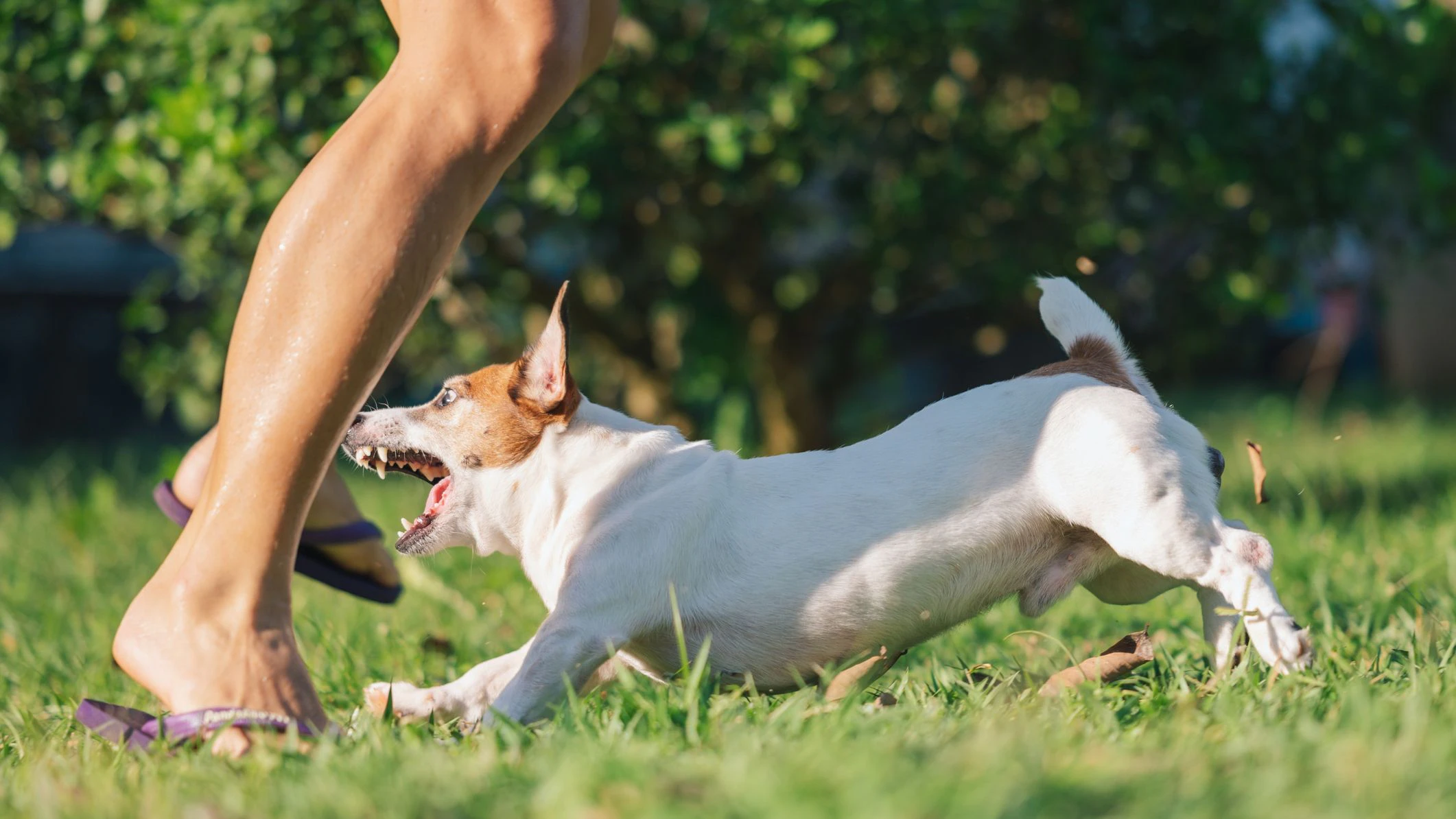 Heute.at - Hund biss Joggerin – Besitzerin nun ausgeforscht