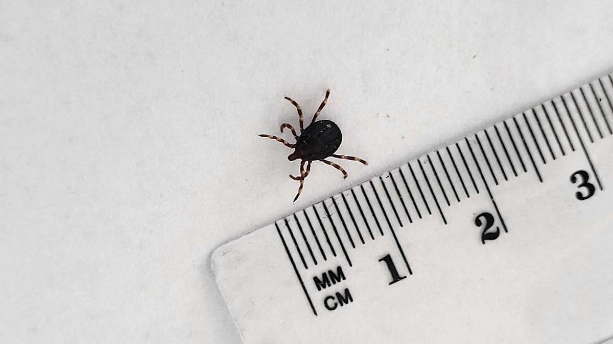 Die Riesenzecke kann vollgesogen bis zu zwei Zentimeter groß werden. Das in Tirol gefundene Exemplar hatte noch keine Mahlzeit.