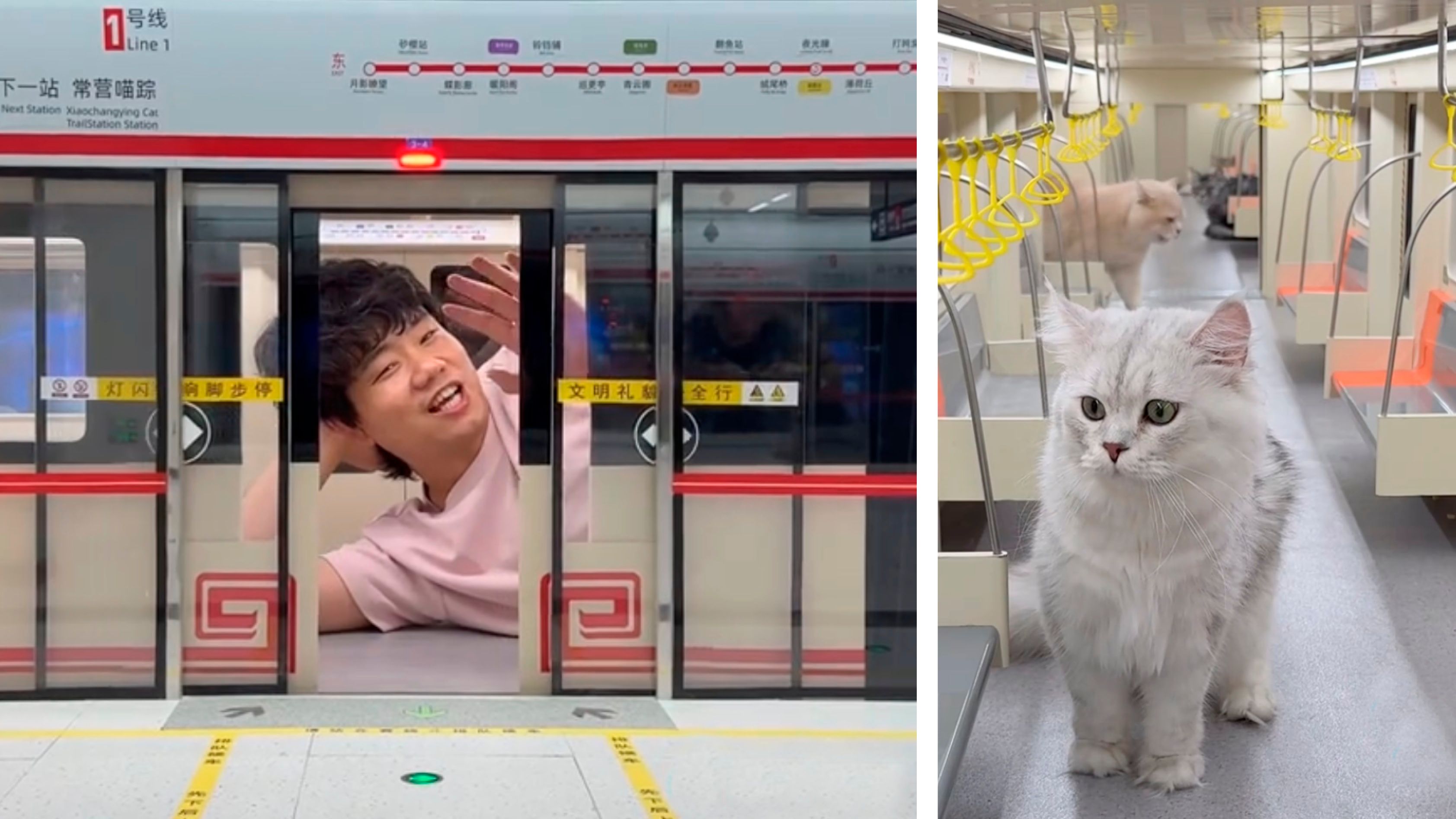 TikToker Xing Zhilei mit seiner Katzen-U-Bahn