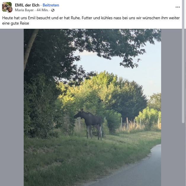 Emil der Elch wurde am 28. August bei Baumgarten im Tullnerfeld gesichtet.