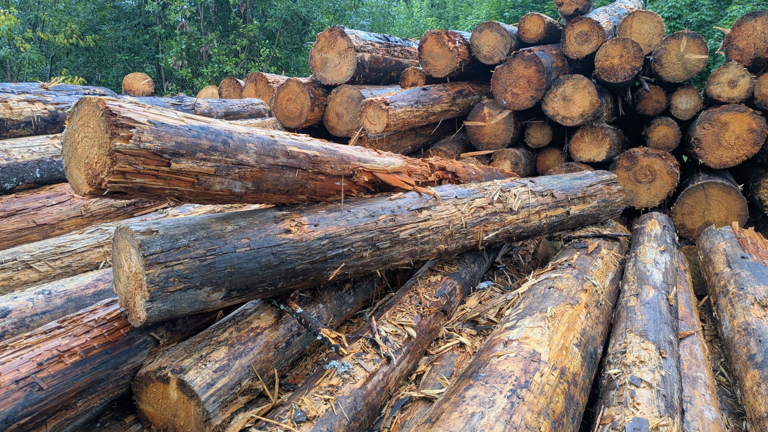 Diese morschen Holzstämme aus einer "strikten Nichteingriffszone" hätten laut Nationalparkgesetz im Wald verbleiben sollen – dennoch wurde ihr Verkauf genehmigt.