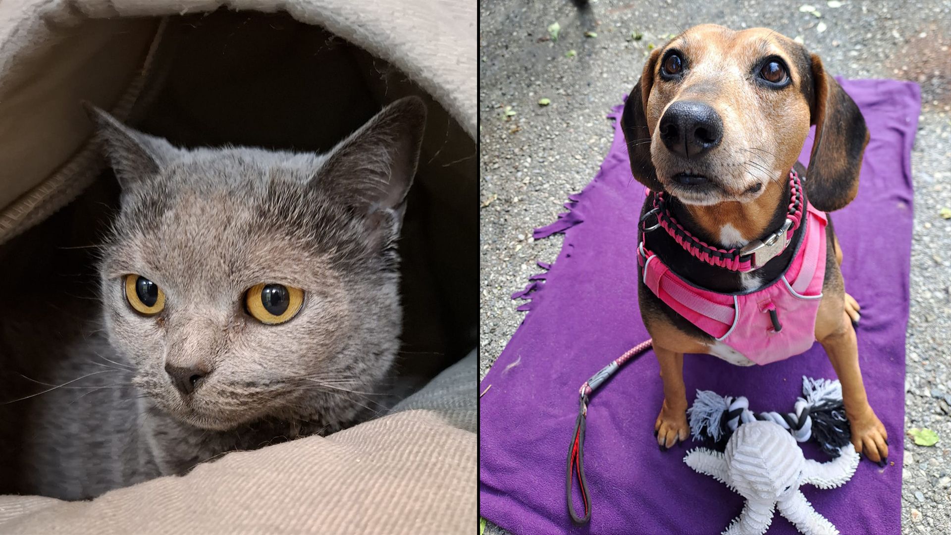 Katze Luna und Hündin Alma sind nur zwei Schützlinge, die im Tierheim völlig überfordert sind.