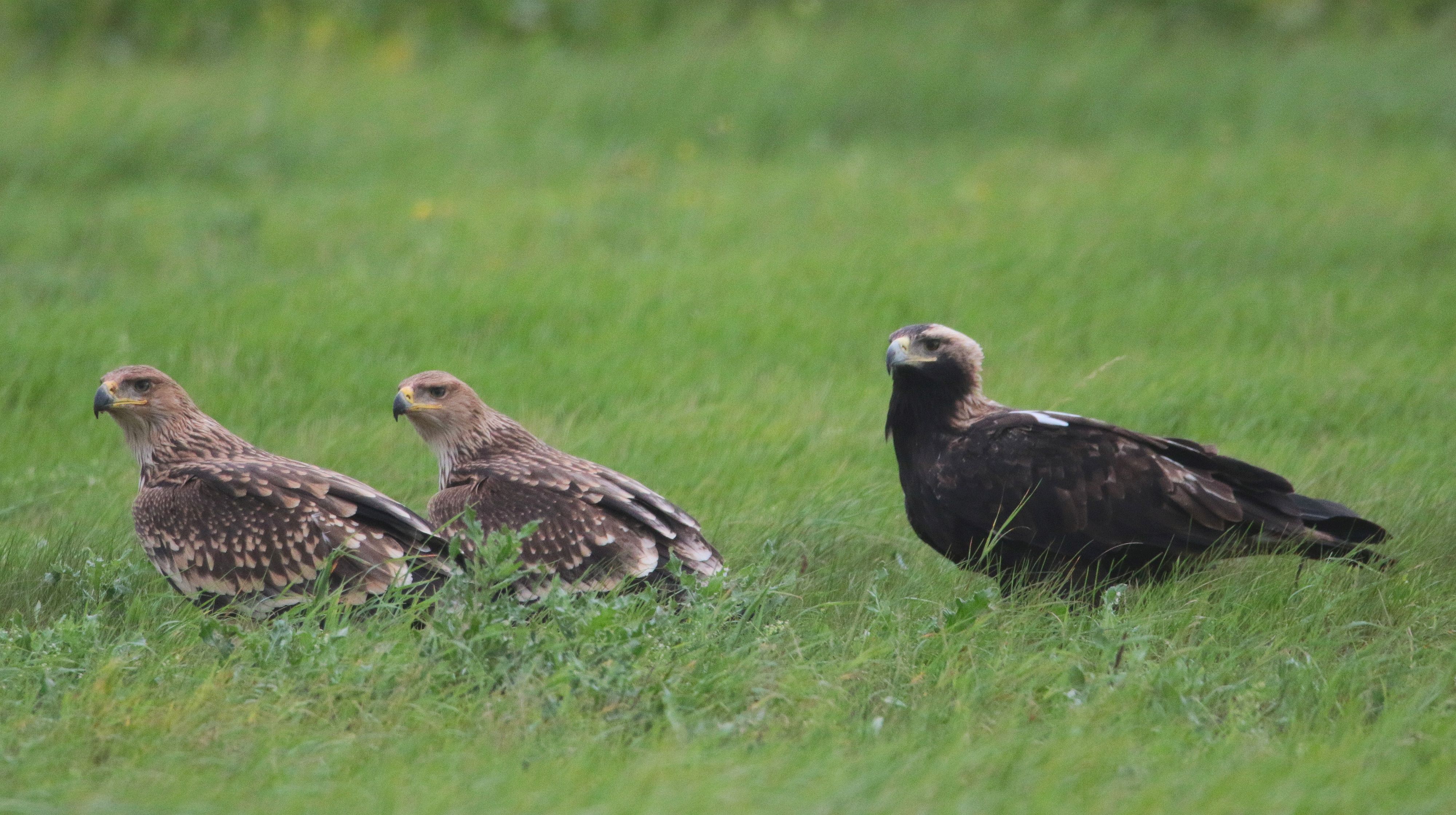 Hier sieht meinen Kaiseradler mit zwei Jungvögeln.