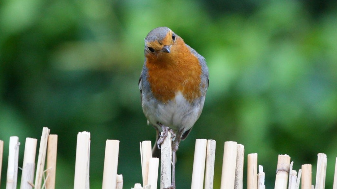 Heute.at - Vögel füttern – mit zwei Früchten lockst du sie an
