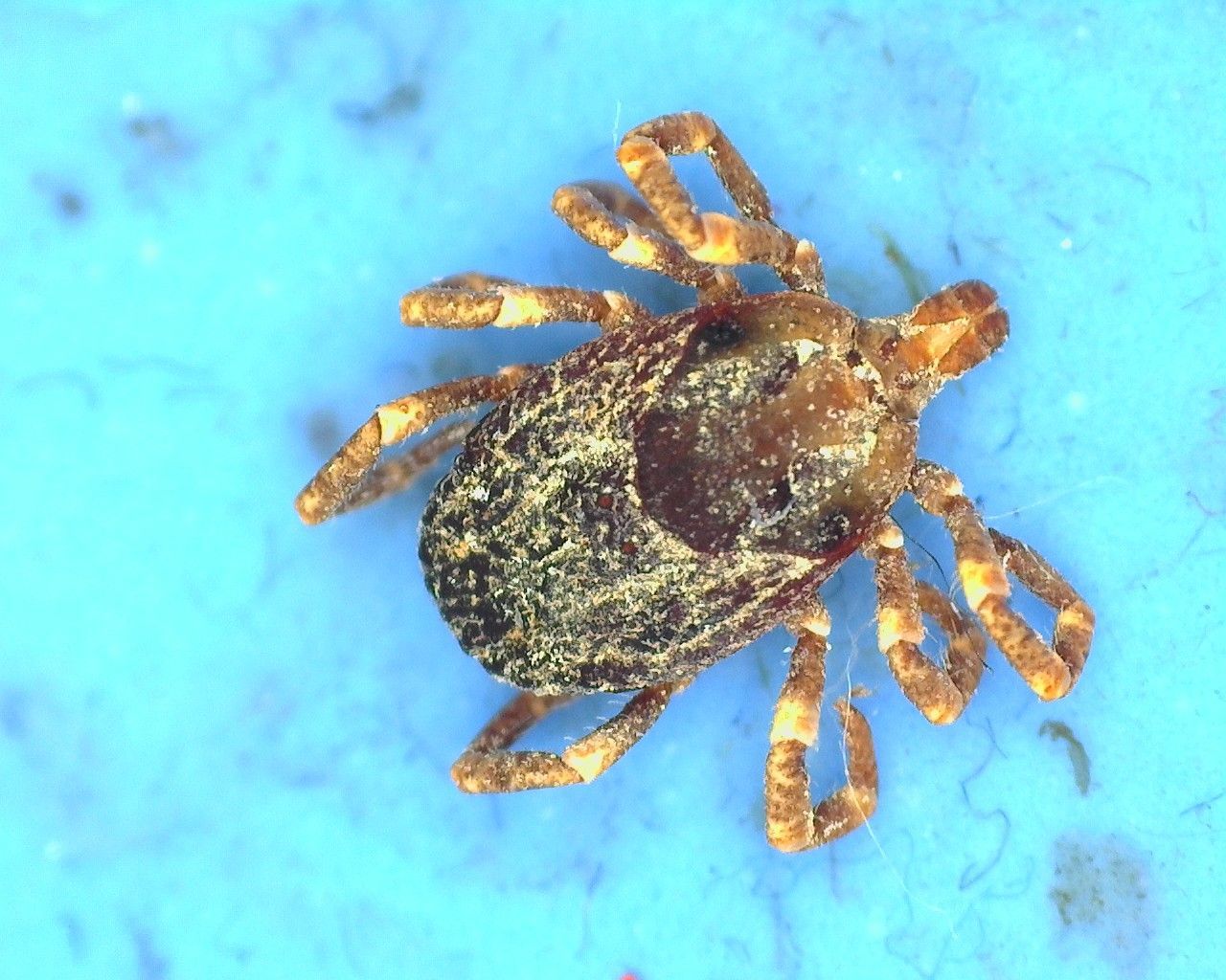 Noch fühlt sich die Riesenzecke <a data-li-document-ref=