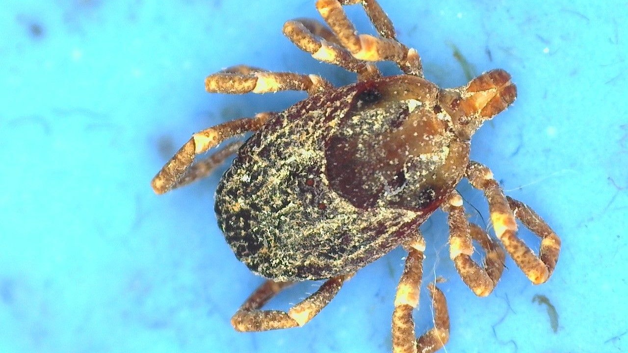 Heute.at - Riesenzecken in Österreich – was sie übertragen können