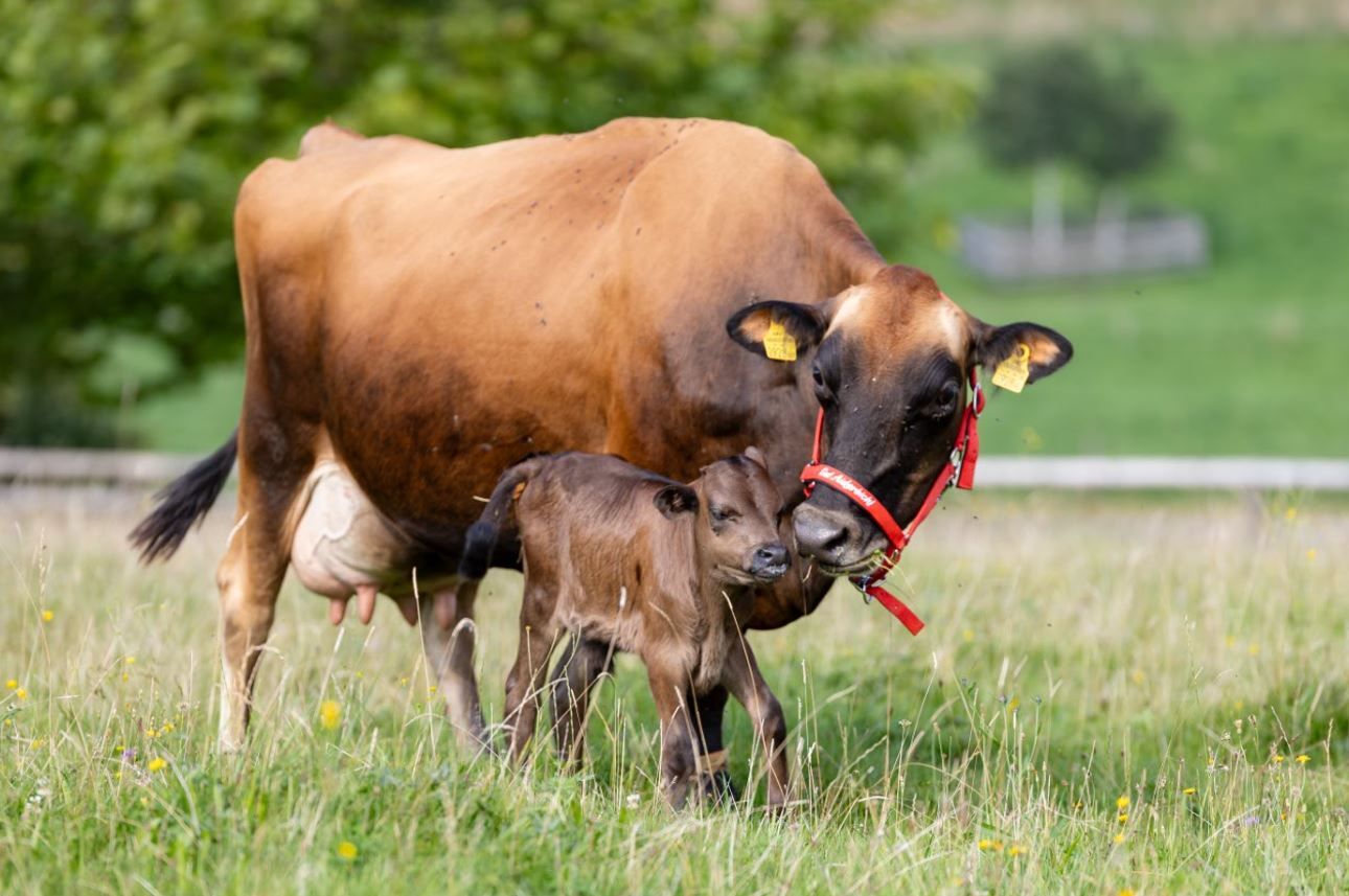 So sollte es doch eigentlich immer sein, oder? Kuh und Kalb in trauter Zweisamkeit.