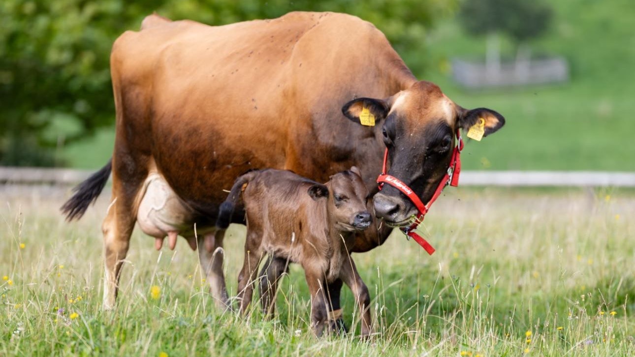 Heute.at - Zweimal der Schlachtung entgangen und jetzt Mutterglück