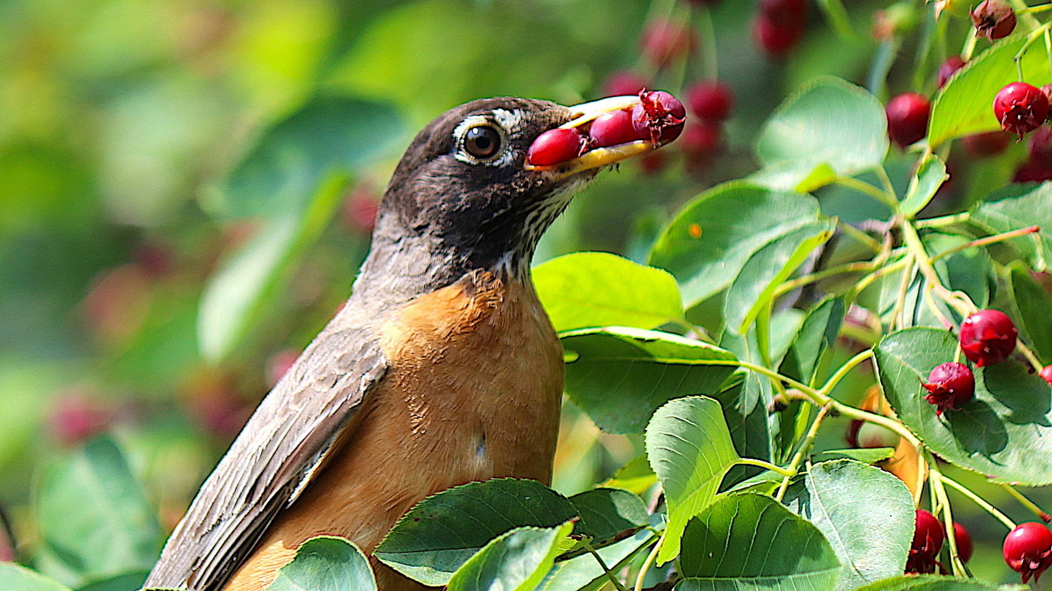 Viele Vögel mögen Früchte, auch getrocknete.