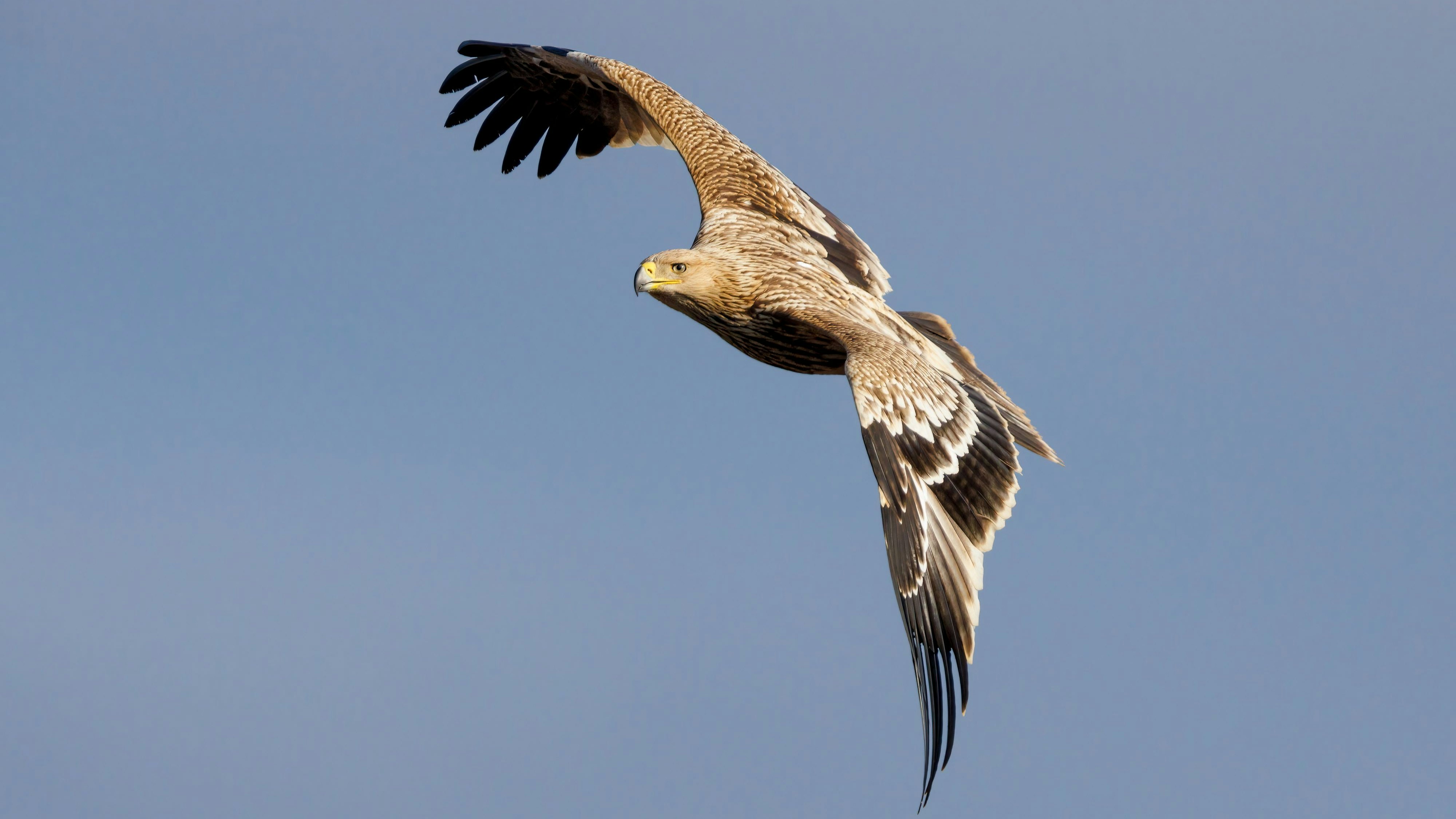 Wahrlich - der Kaiser der Lüfte!