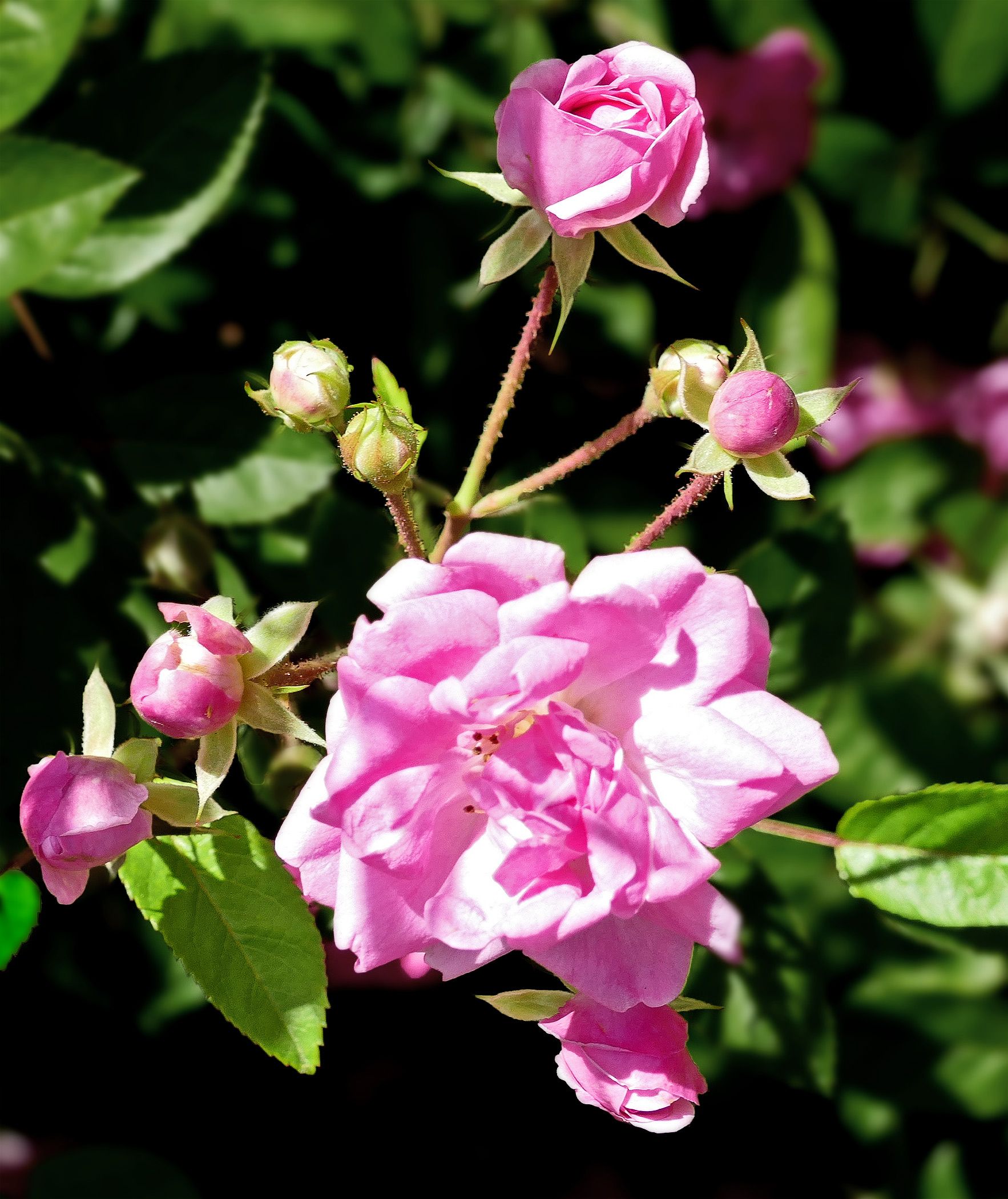 Wunder im Wirbelsturm: Die magische 