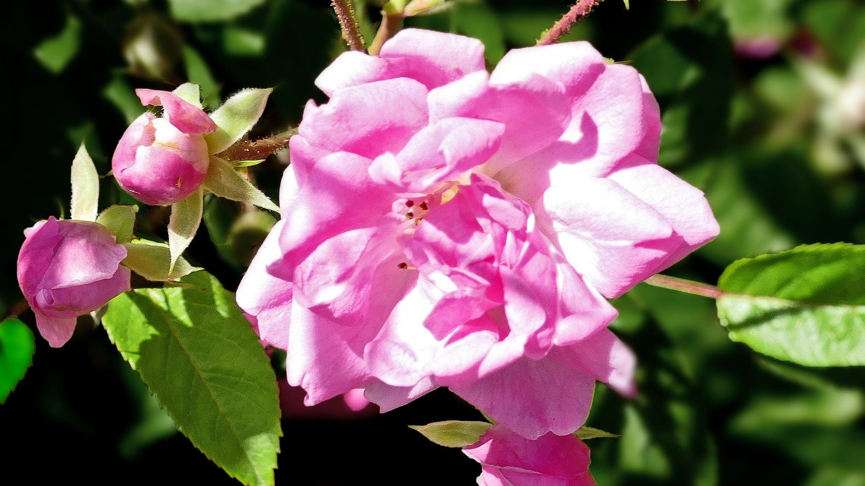 Heute.at - Hurrikan-Wunder – Mysteriöse Rose überlebte Katrina