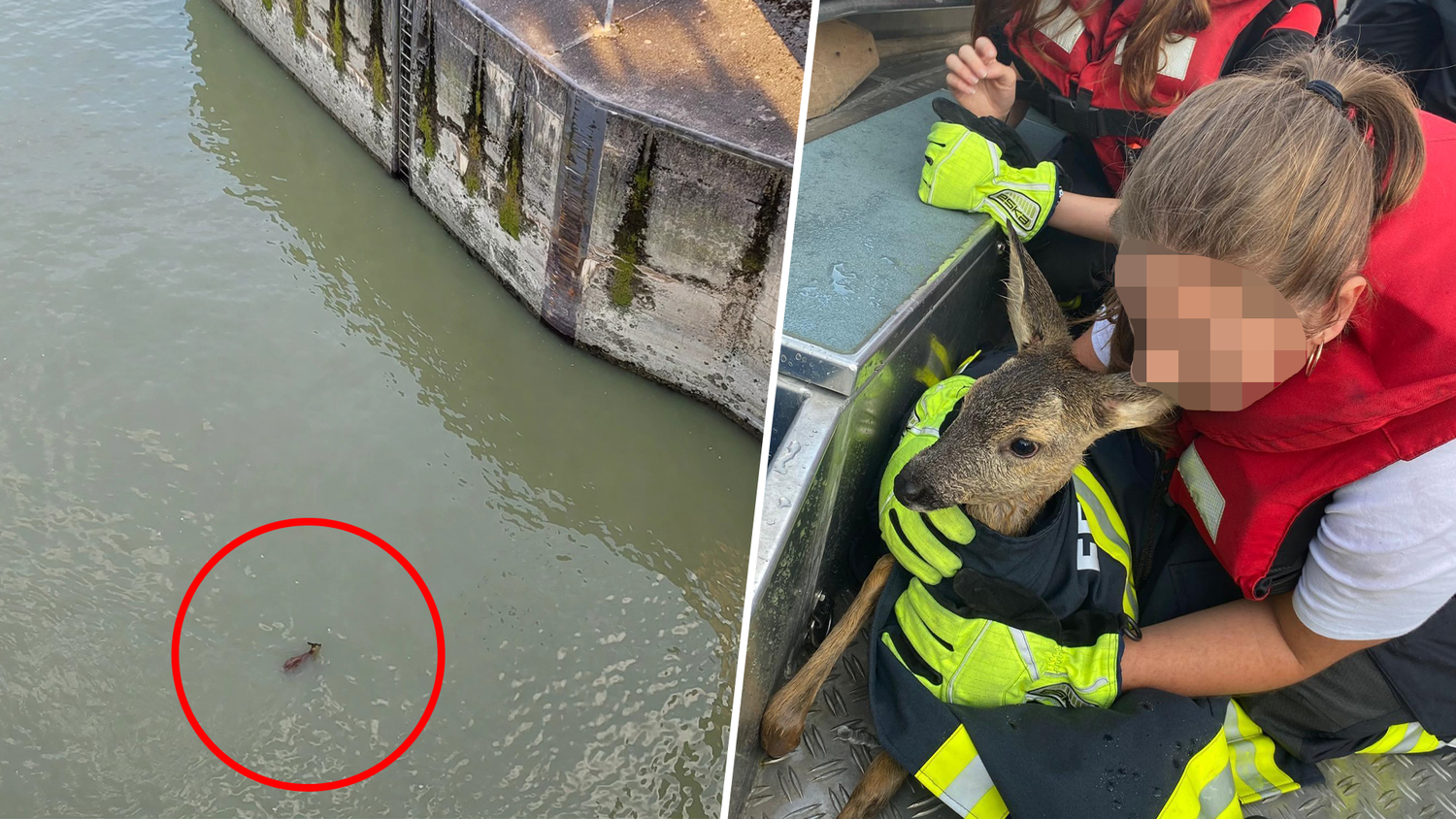 Das kleine Reh konnte von den Einsatzkräften der Feuerwehr gerettet werden.