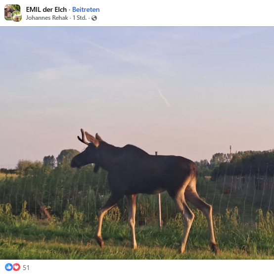 Emil im Schein der Morgensonne.
