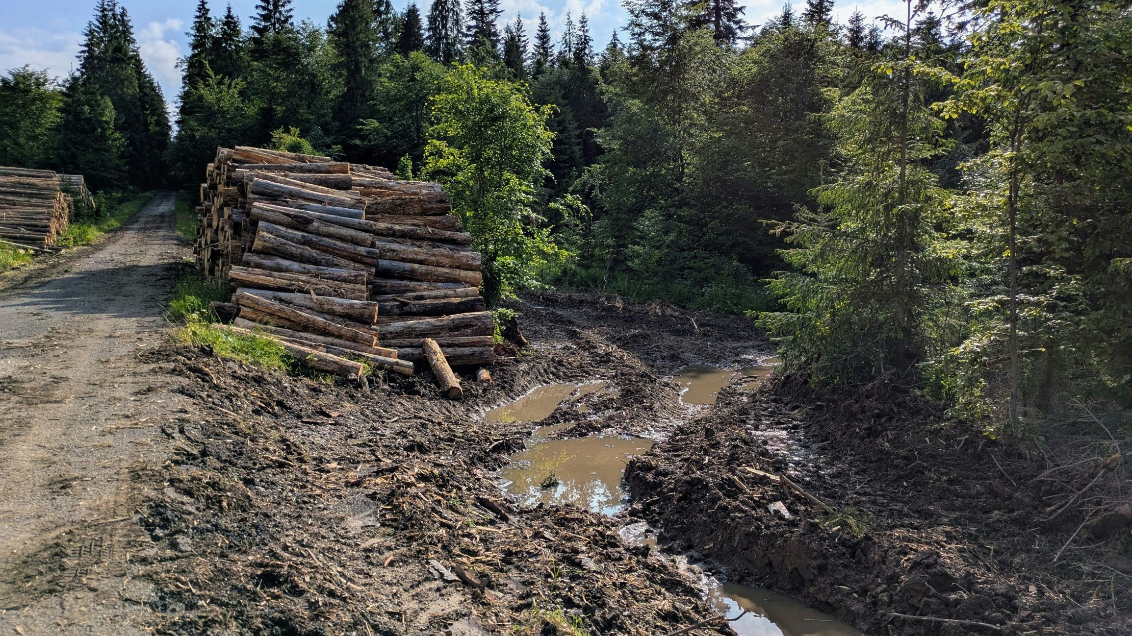 Ein weiterer Kritikpunkt ist die rücksichtslose Zerstörung des Waldbodens bei der Holzernte im Kerngebiet des Nationalparks, der strengsten Schutzzone, in der menschliche Eingriffe nur in besonderen Ausnahmefällen gestattet sein sollten.