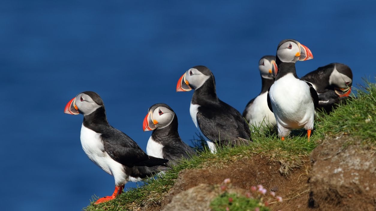 Heute.at - Deshalb werden hier Vögel über die Klippen geworfen