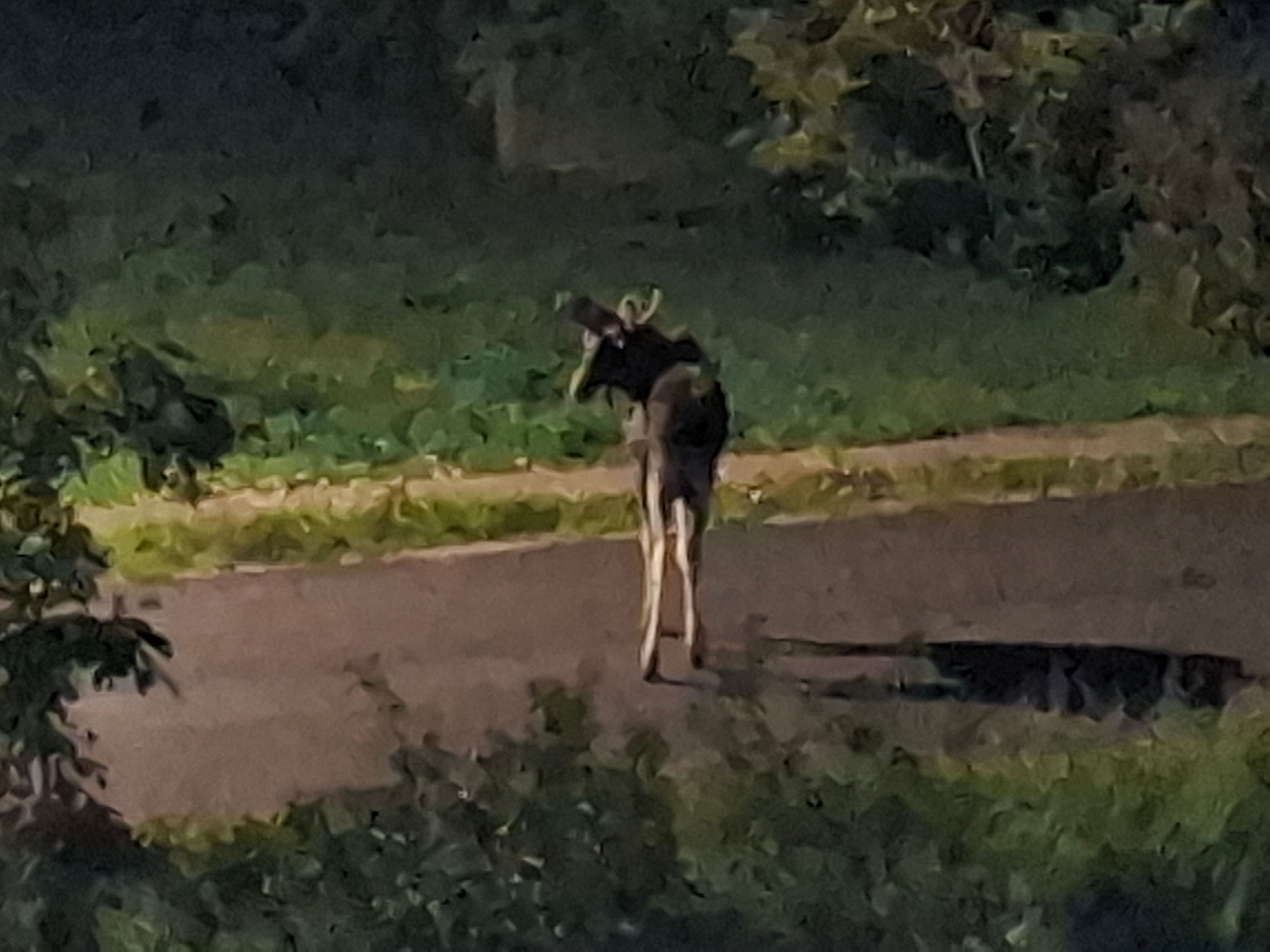 Der Leserreporter sichtete den Elch bei seinem morgendlichen Kaffee.