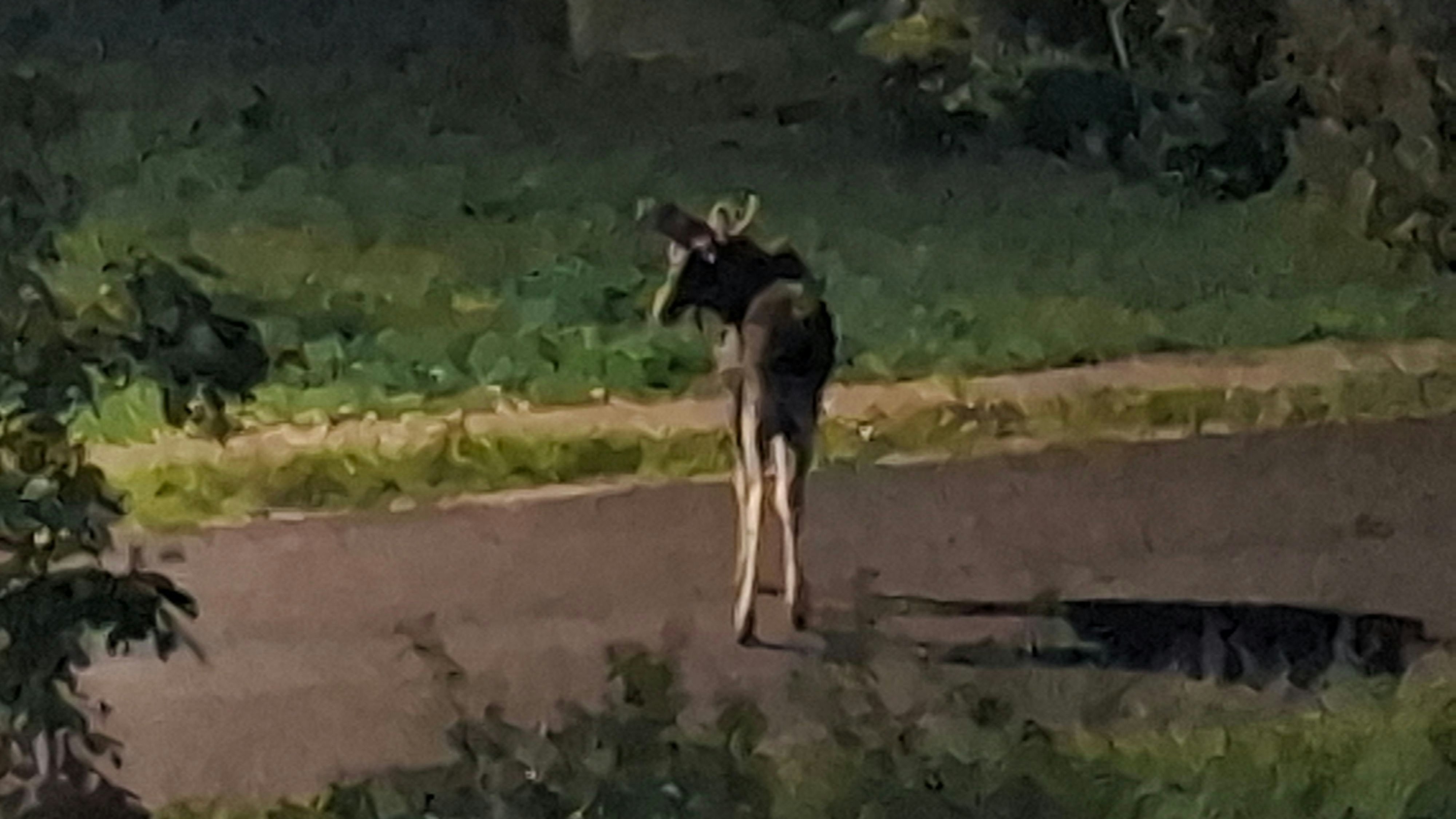 Heute.at - Elch Emil besuchte Niederösterreicher zum Morgen-Kaffee
