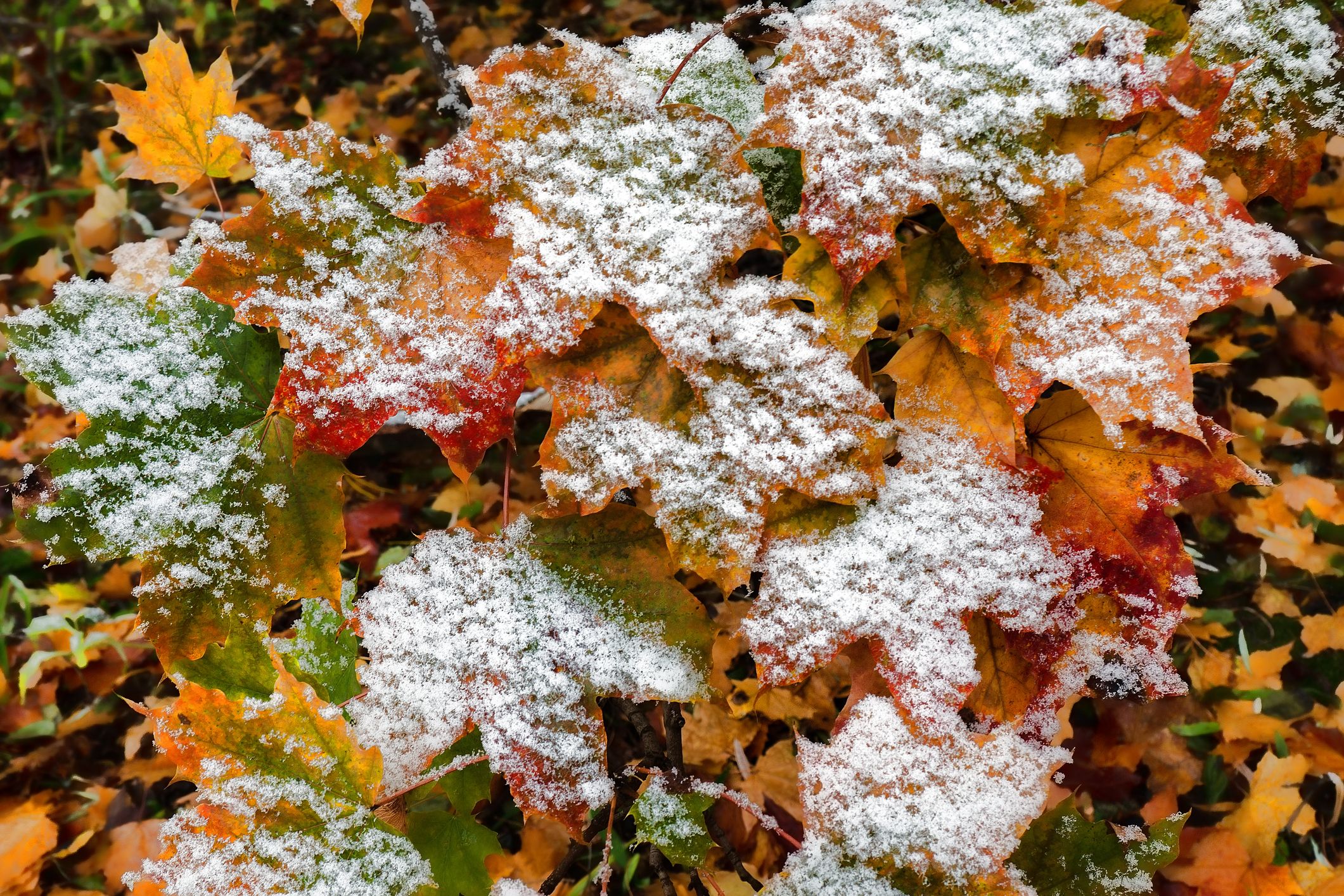 Meteorologen sagen: Ein früher Wintereinbruch ist heuer in Mitteleuropa möglich.