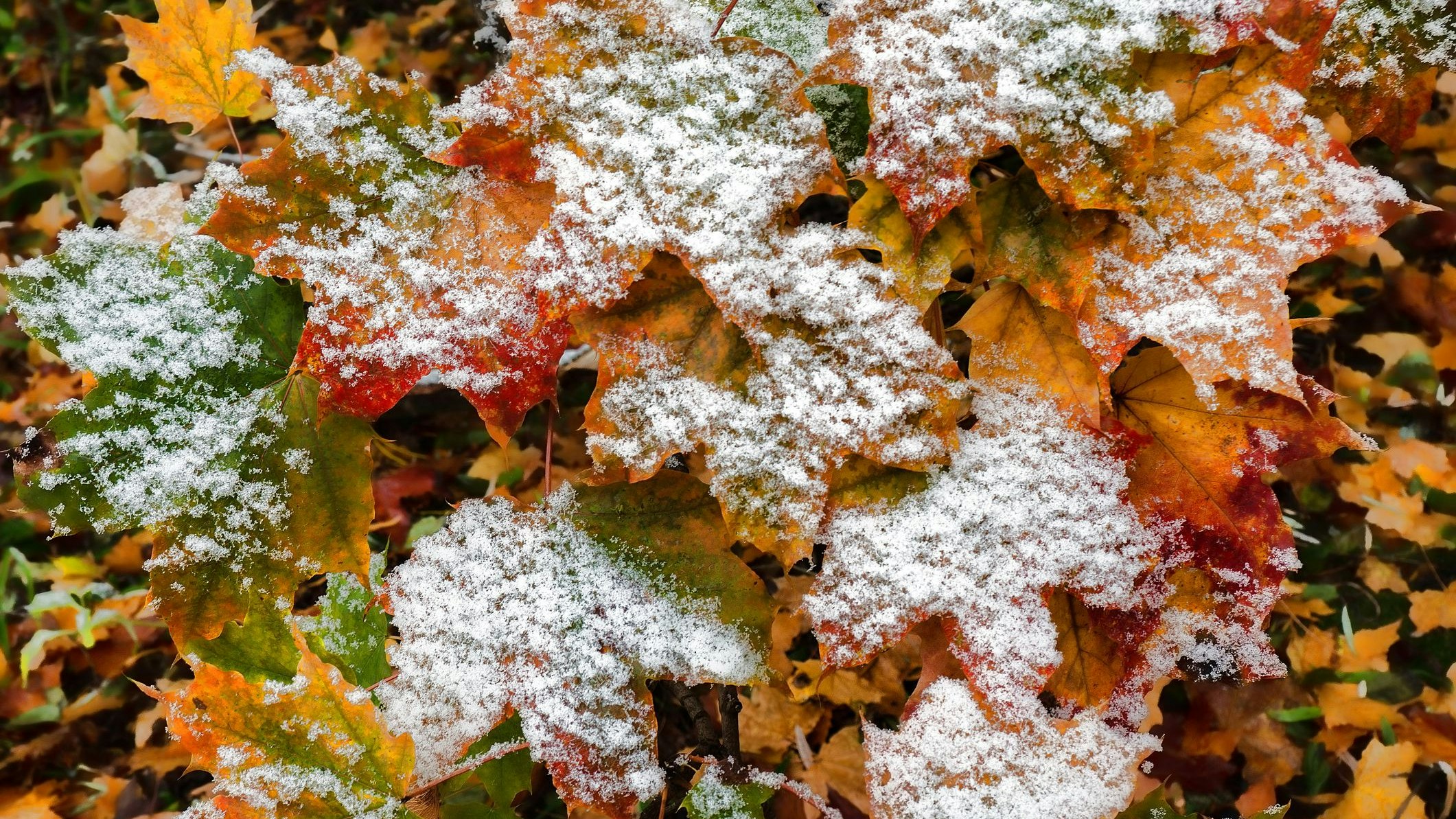Heute.at - La Niña im Anmarsch – SO könnte der Herbst werden