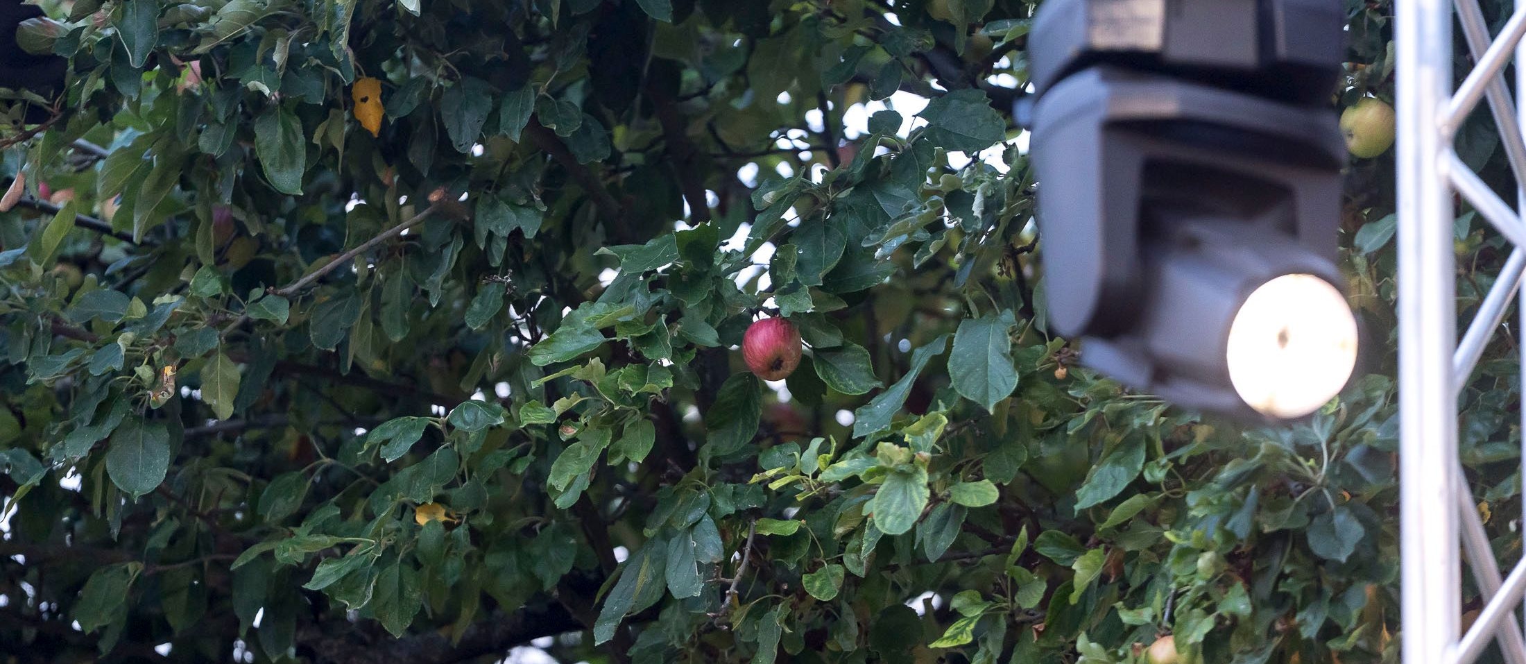 ... bei den Sommergesprächen wird nicht geäpfelt