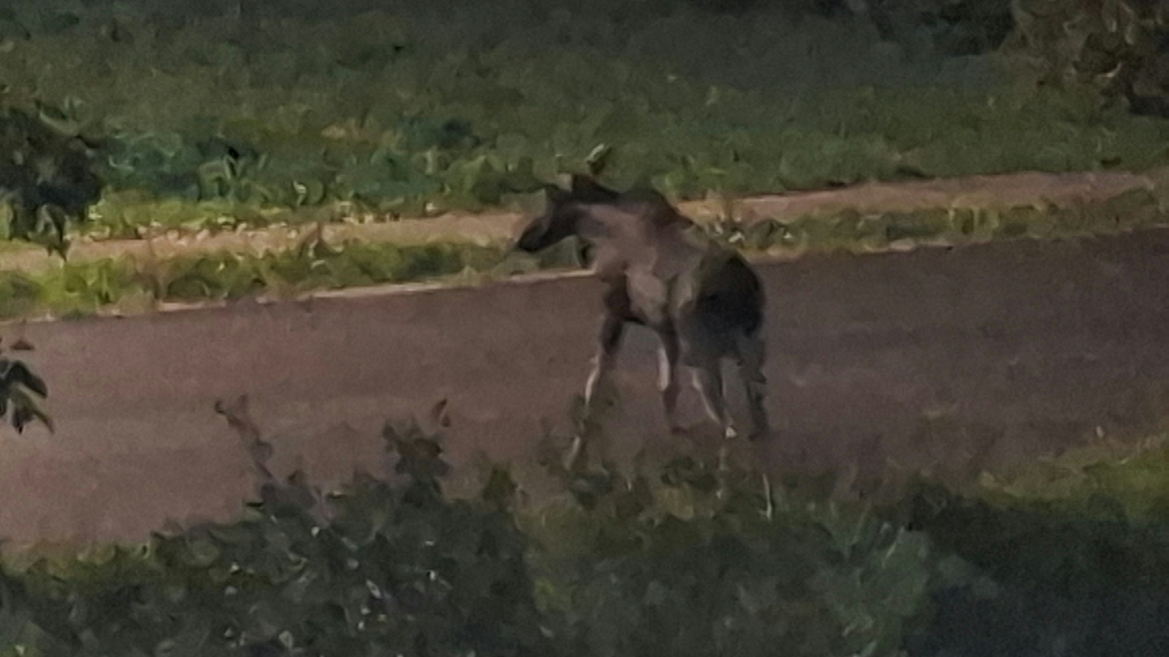 Heute.at - Elch Emil sorgt für Großeinsatz in Niederösterreich