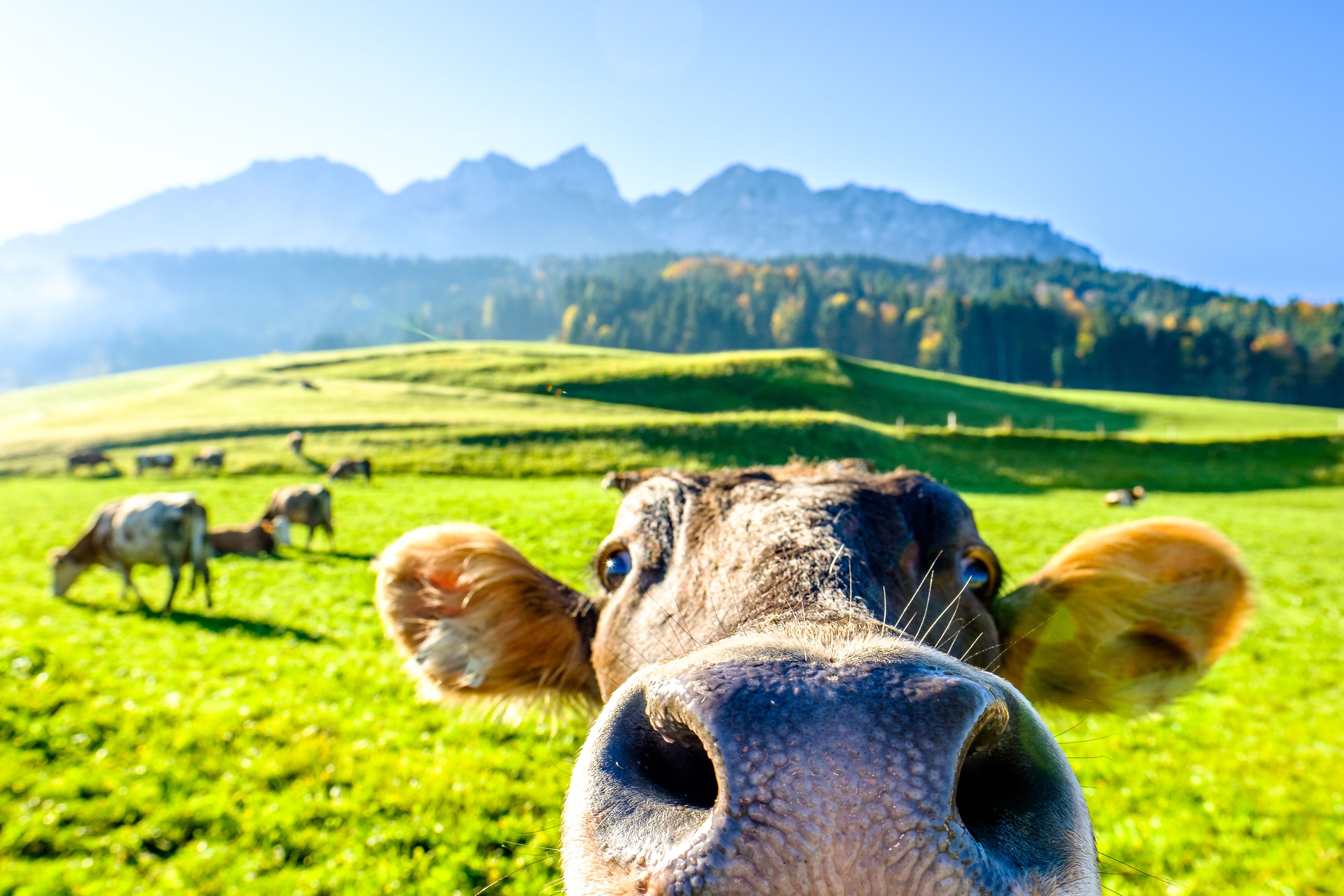 Der Bio-Anteil bei Lebensmitteln ist in Österreich der zweithöchste in der gesamten EU