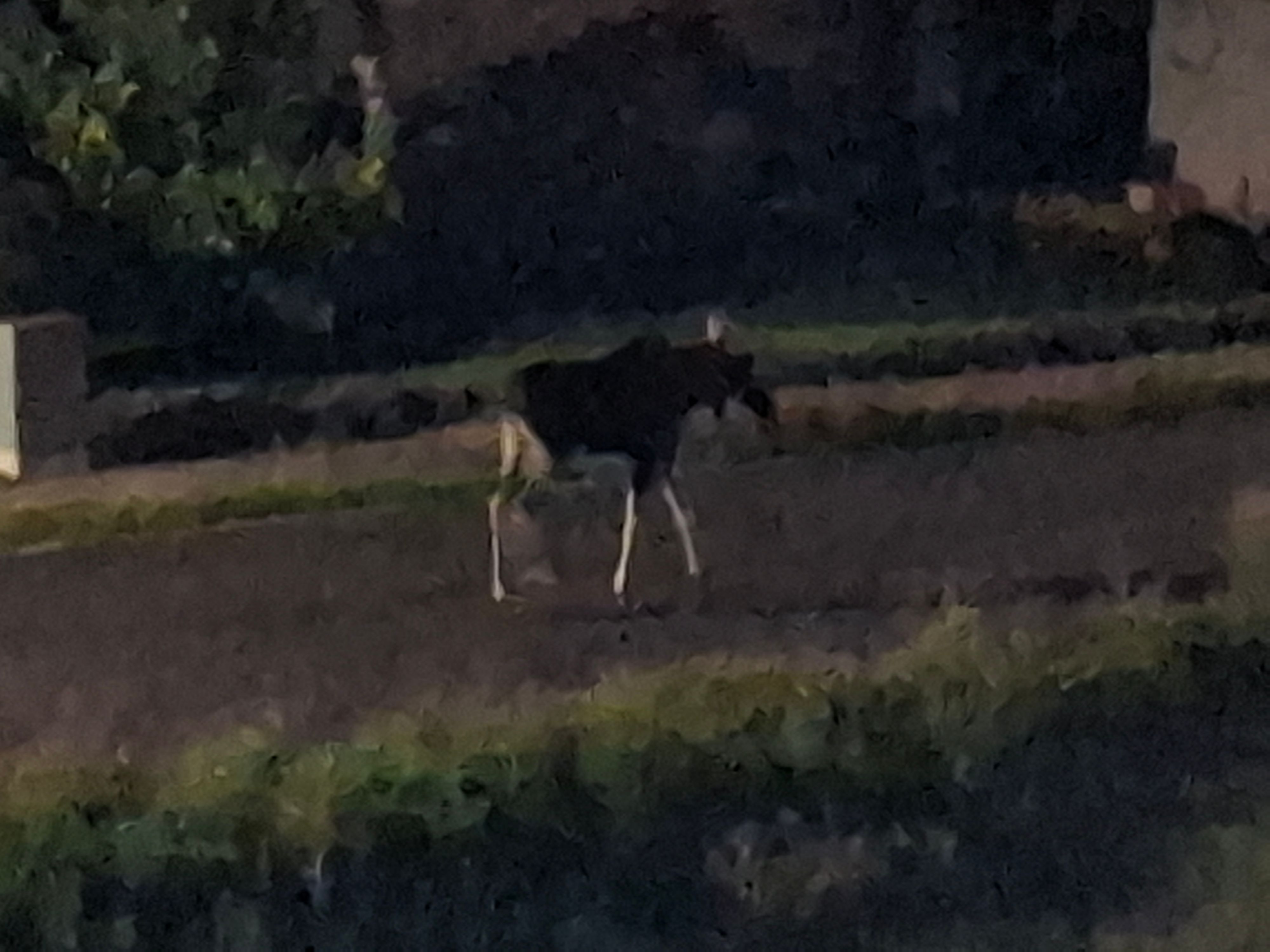 Elch Emil bei seiner Tour durch Niederösterreich. (Archivbild)