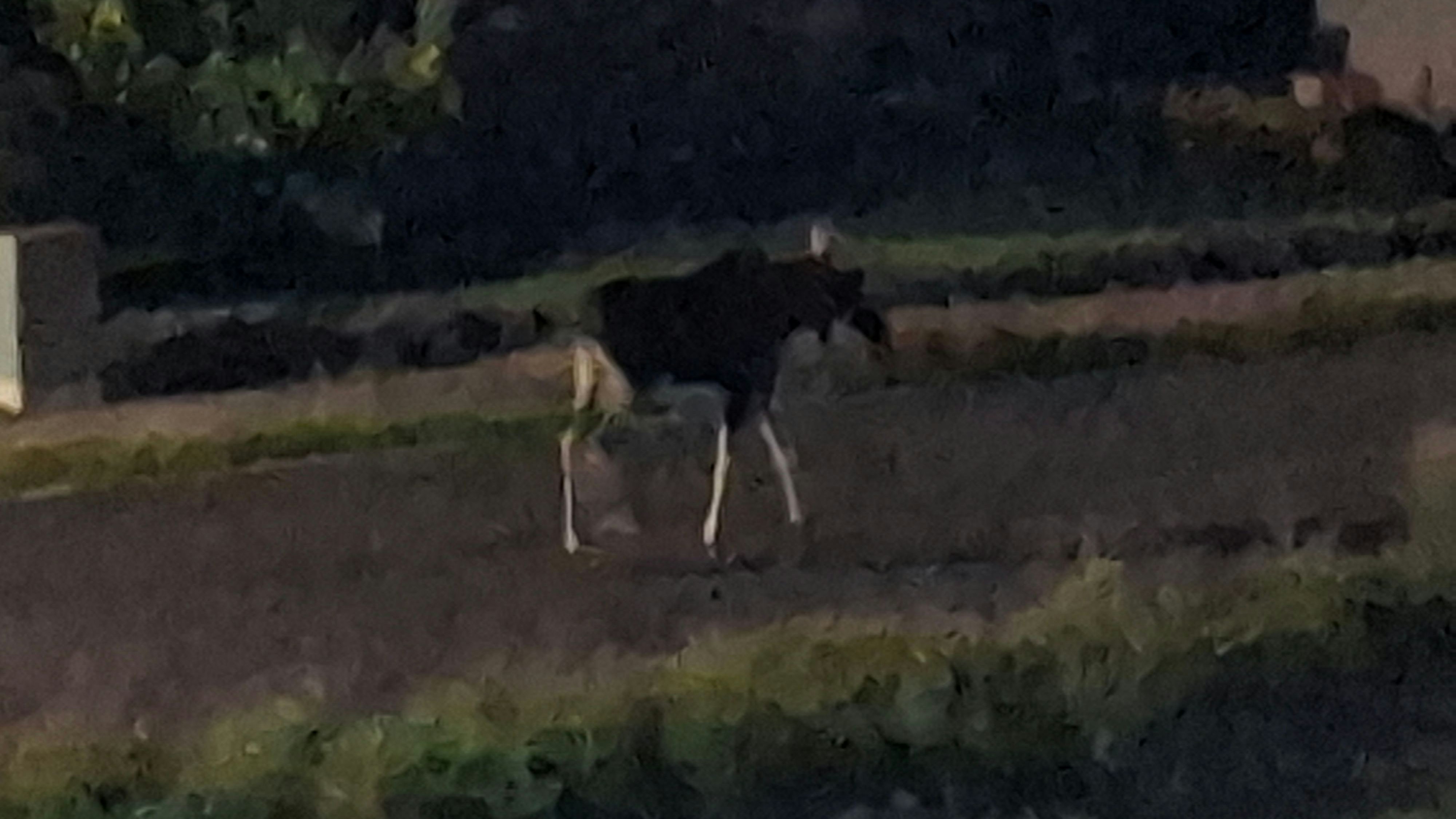 Heute.at - Großeinsatz! Elch Emil legt Zugverkehr völlig lahm