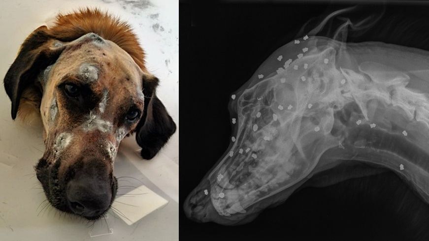 "Keks" kämpft: Der Mischling hat seine dritte Operation hinter sich, doch noch immer konnten nicht alle Projektile entfernt werden. 